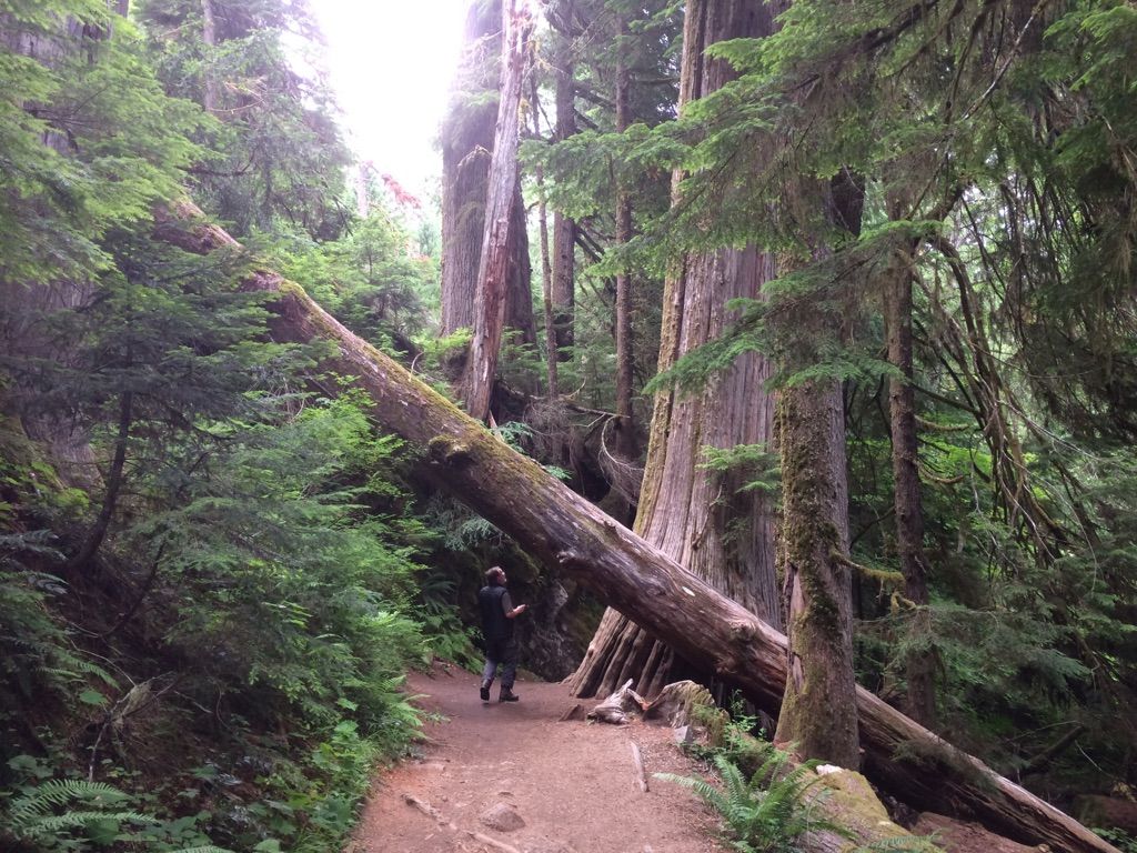 Person walks on a forest path under a giant fallen tree. - Giant Cedar Viewpoint – Grove of the Patriarchs loop from Silver Falls