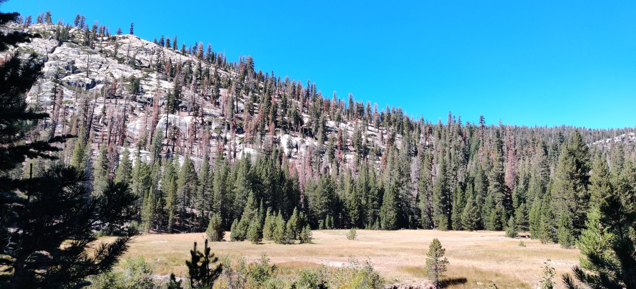 Sunny mountain slope with sparse trees, dense forest, and a golden meadow. - Rainbow Falls via Devils Postpile Trail