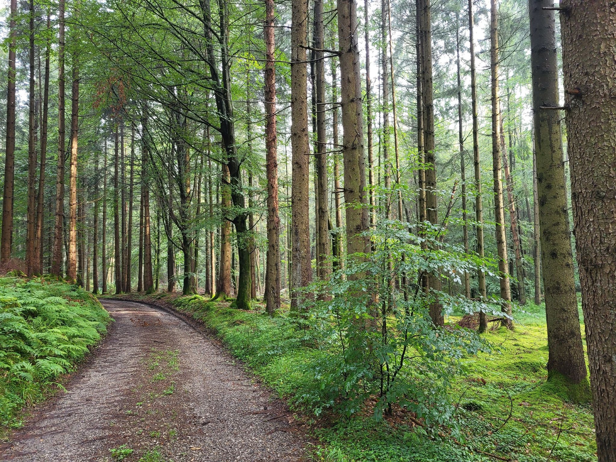 Booser Wald
