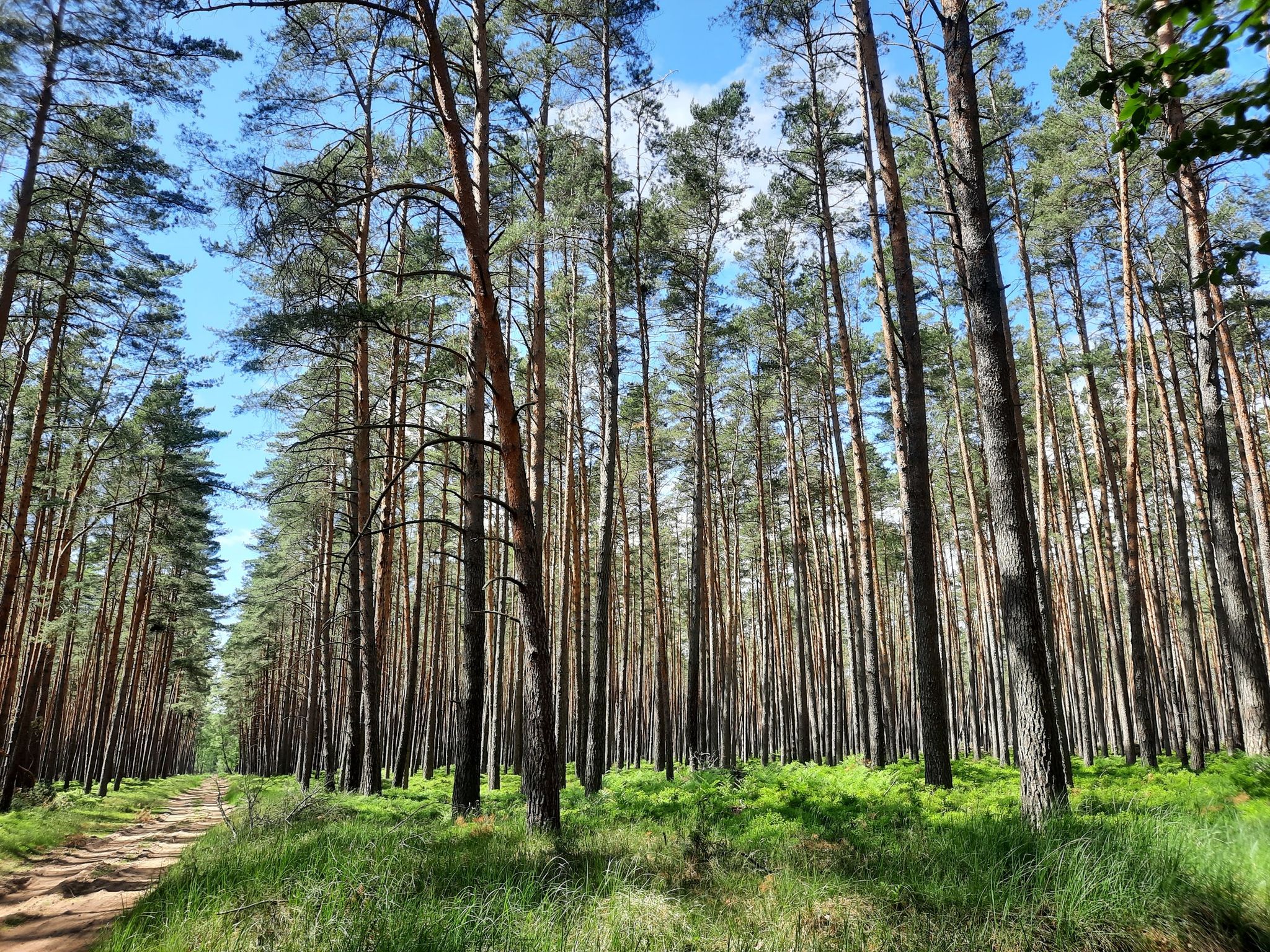 Ein richtiger Brandenburger Kiefernwald