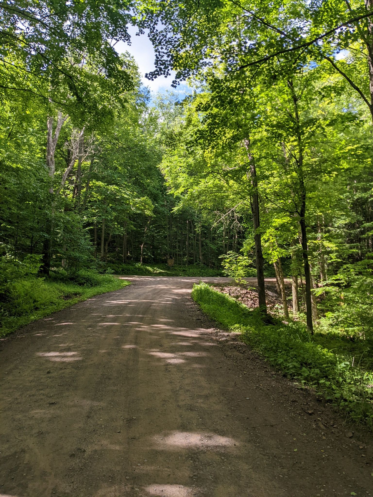 A sun-dappled dirt road winds through a dense green forest. - Canyon Vista Trail Loop