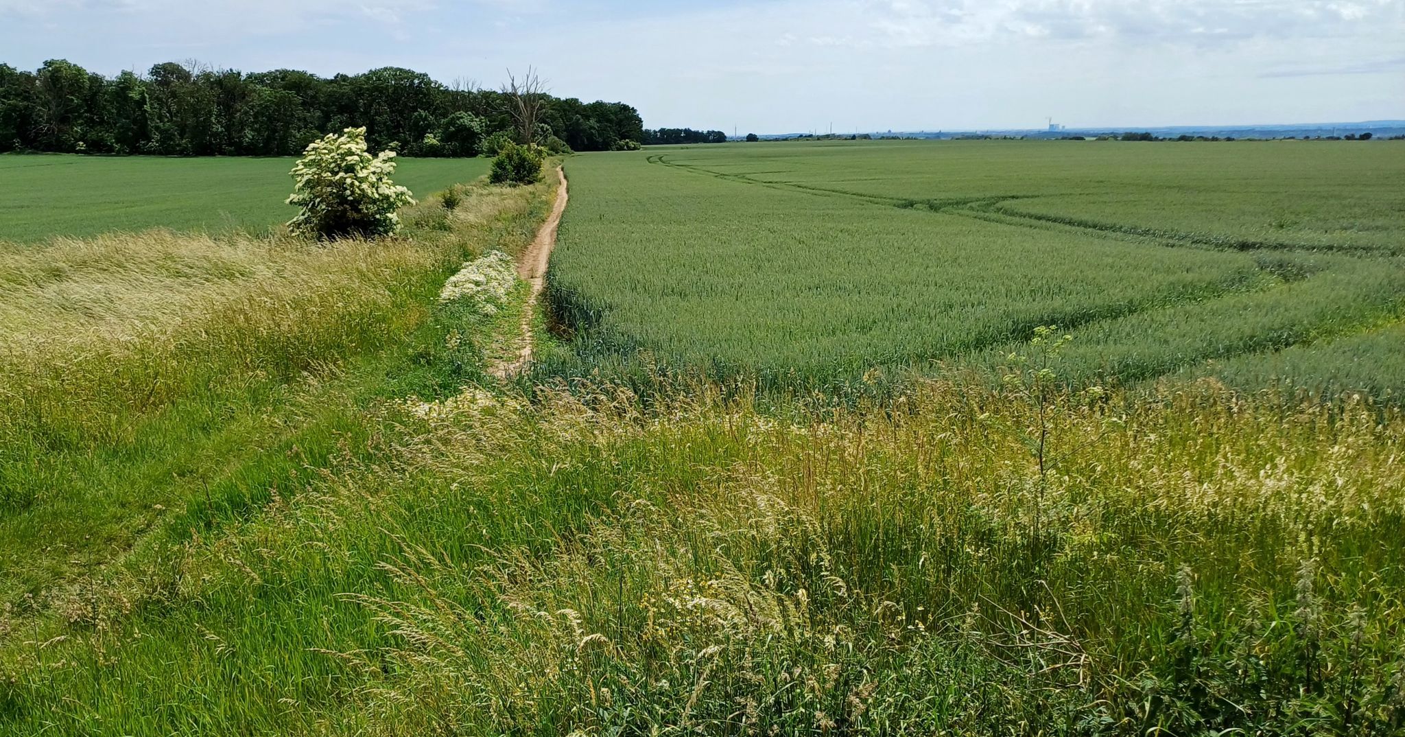 Feldweg zum Küttener Forst