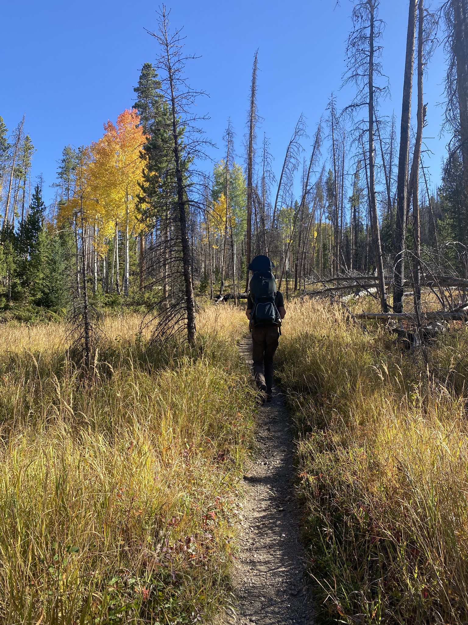 Hiker with a large backpack on a narrow trail through tall grass. - Onahu Creek – Onahu Creek Trailhead loop from Onahu Creek Trailhead
