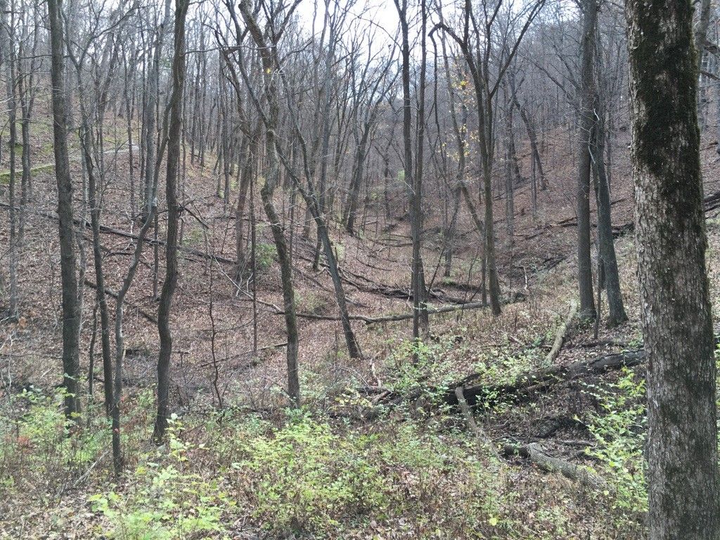 Dense forest with bare trees and fallen logs on a hilly, overcast day. - Lewis and Clark Trail Loop