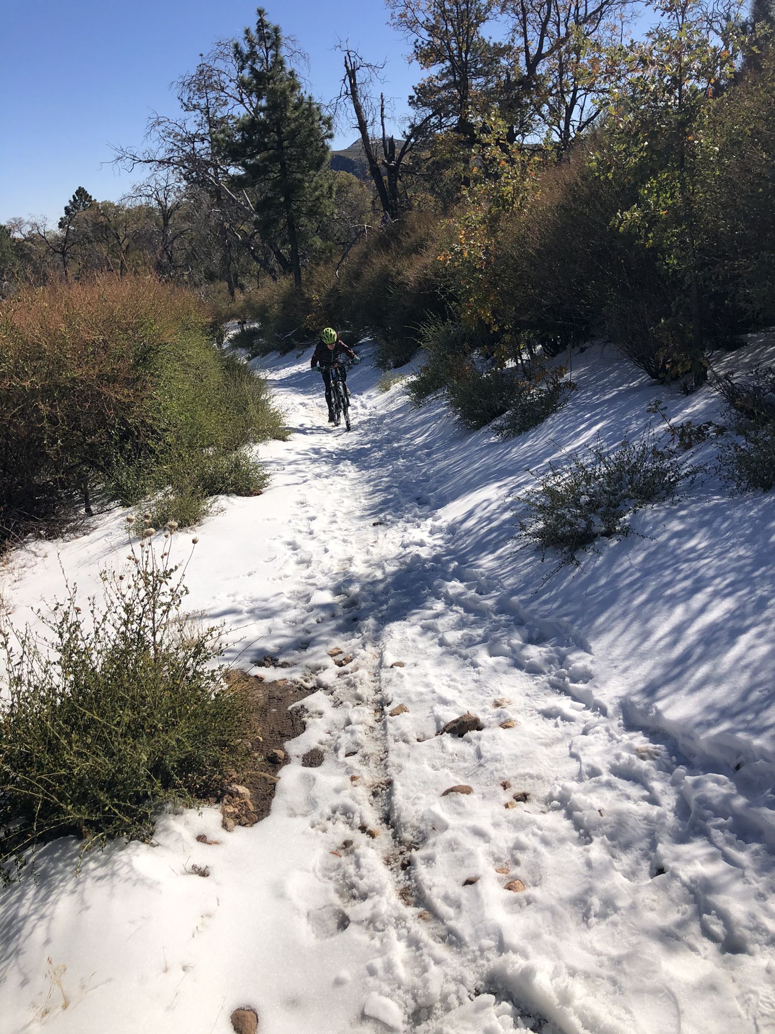 A person mountain biking on a snowy, sunny trail through sparse woods. - Indian Creek Trail – Pioneer Mail Picnic Site loop from Penny Pines Trailhead
