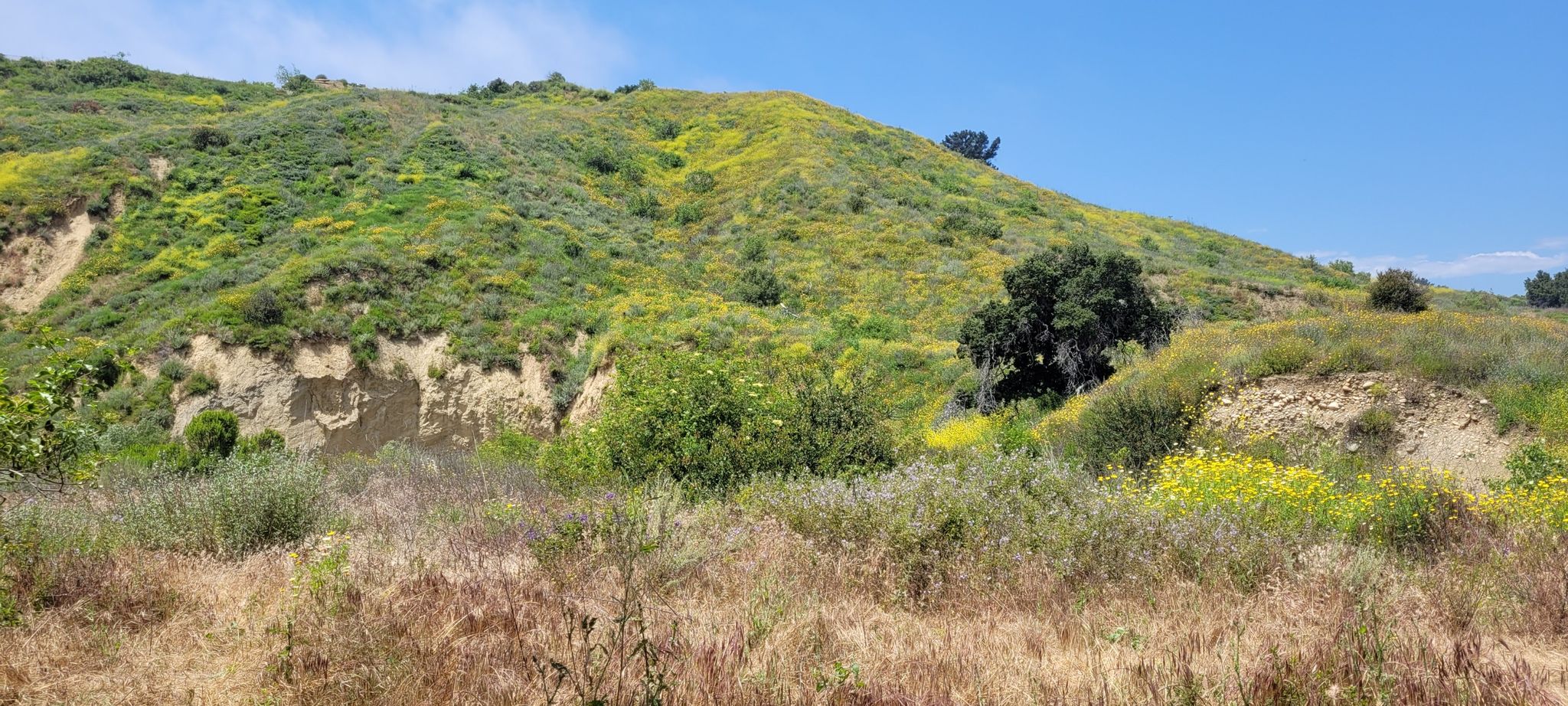 Rolling green hills with patches of yellow flowers under a clear blue sky. - Karen and Tom Bench View - Under a great oak tree – Harmon Canyon Road loop from Ventura Missionary Church and School