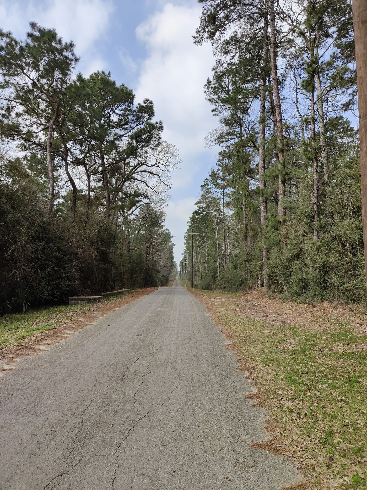 A long, straight paved road cuts through tall trees under a cloudy sky. - Lone Star Hiking Trail: Huntsville Section