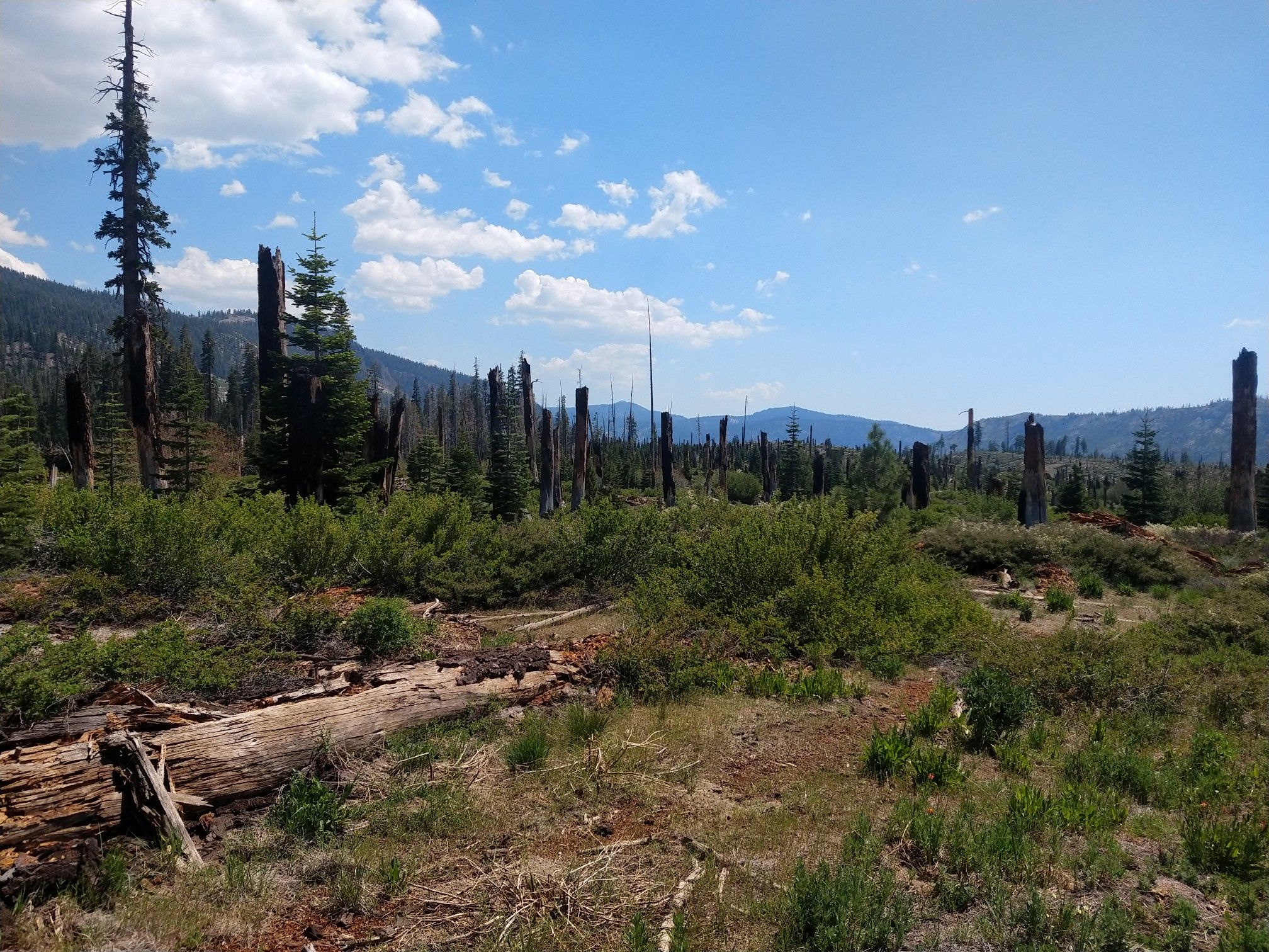 A fallen log in a grassy area with burnt tree stumps and distant mountains. - Red Cones Loop via John Muir Trail
