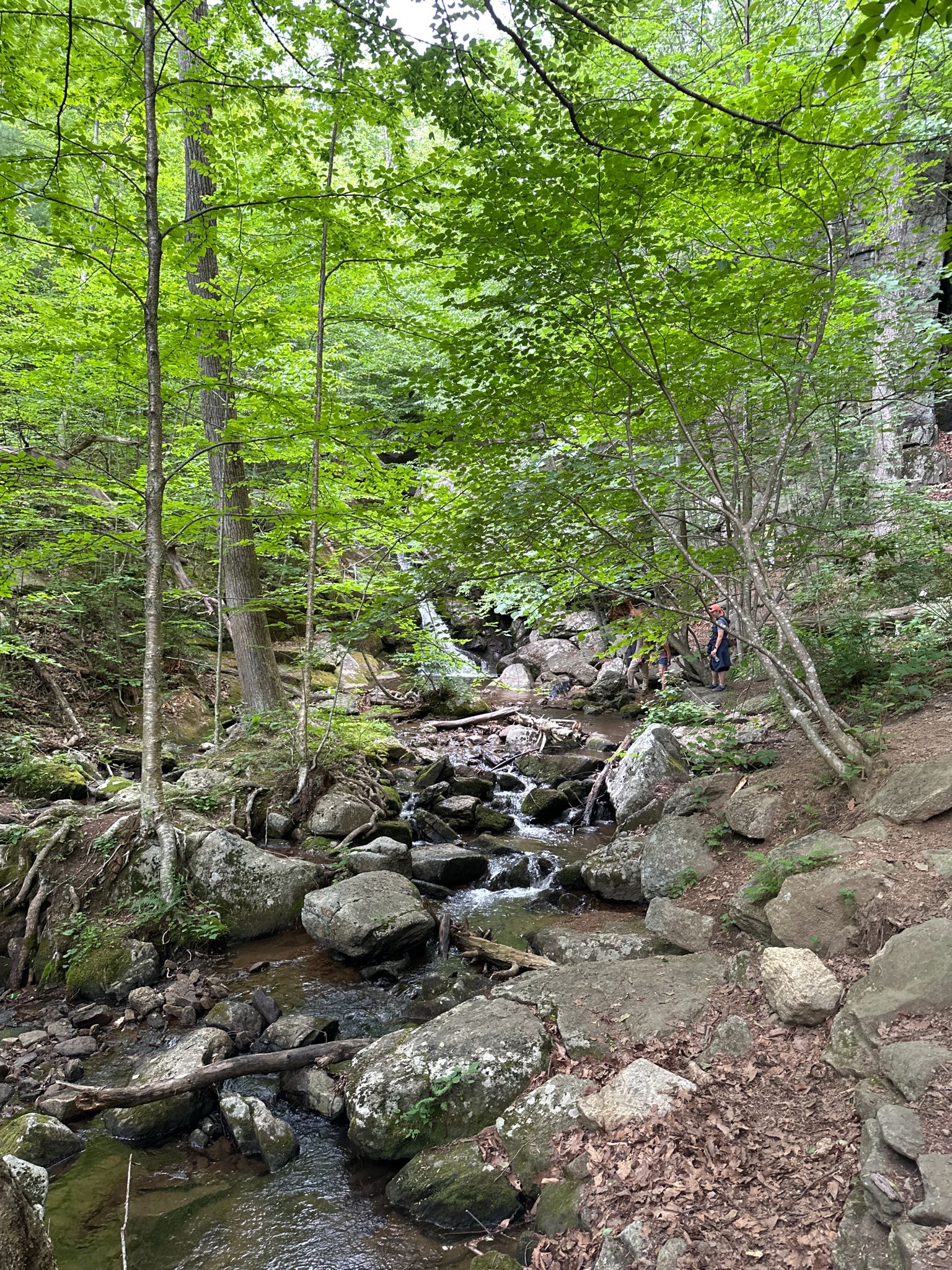 A rocky stream flows through a vibrant green forest with a person nearby. - Hazel River and White Rocks Trail Loop