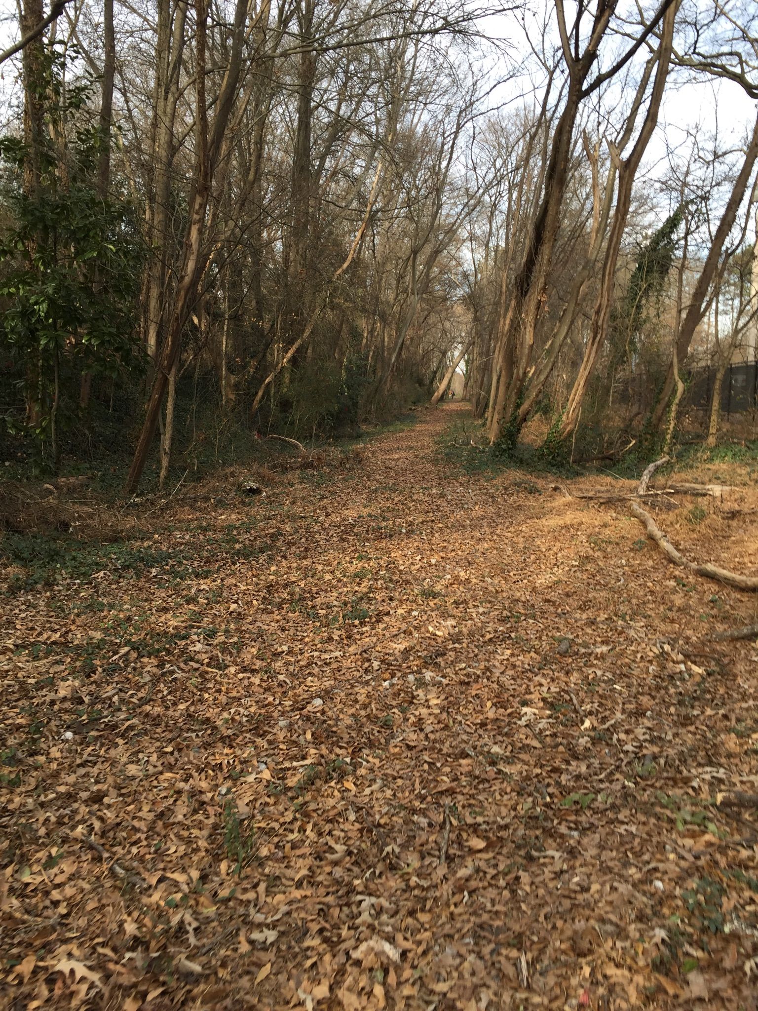 A wide, leaf-covered path stretches through a bare winter forest. - Stone Mountain Trail loop from Decatur