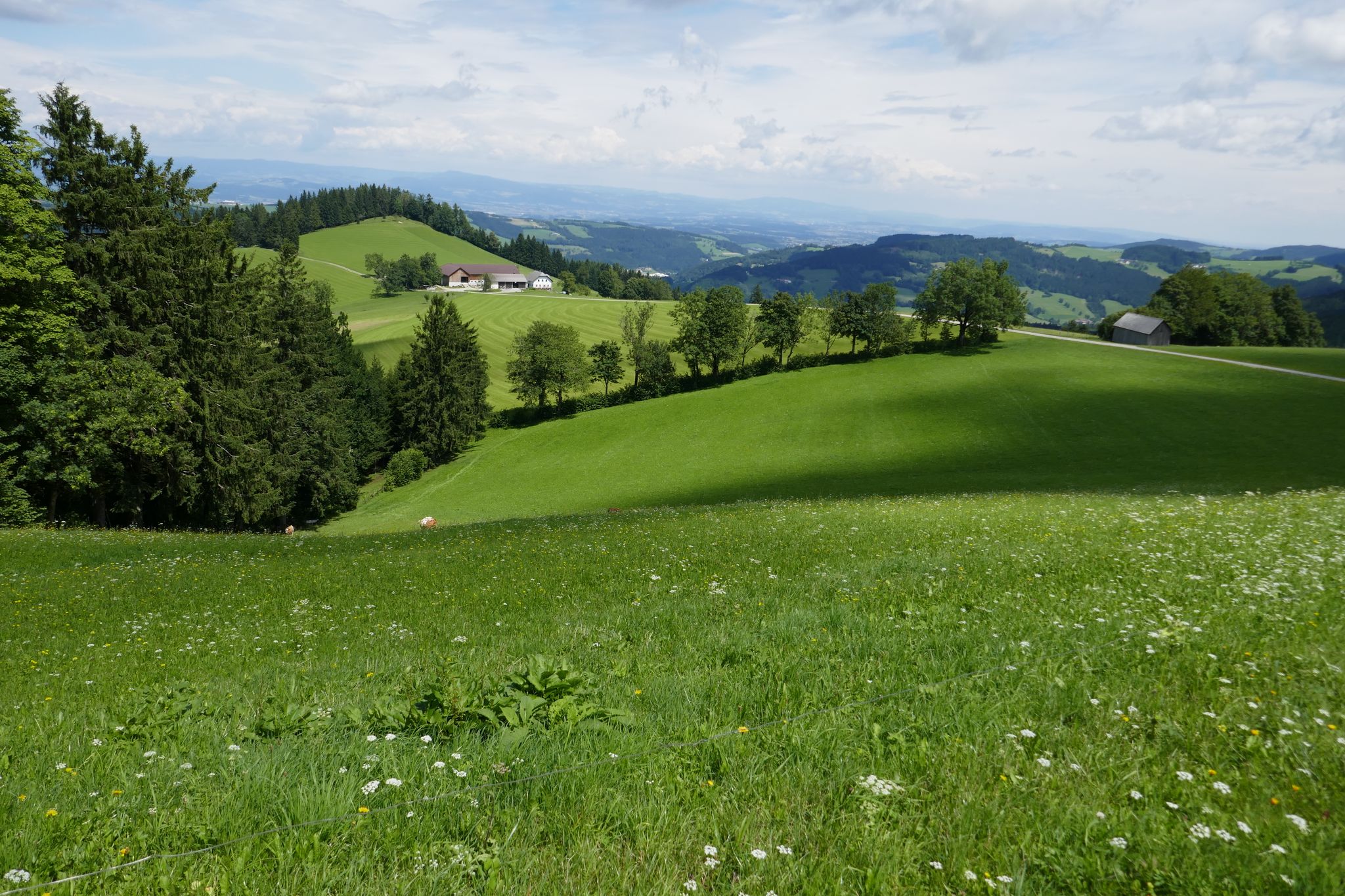 Zurück zum Vogelsberg