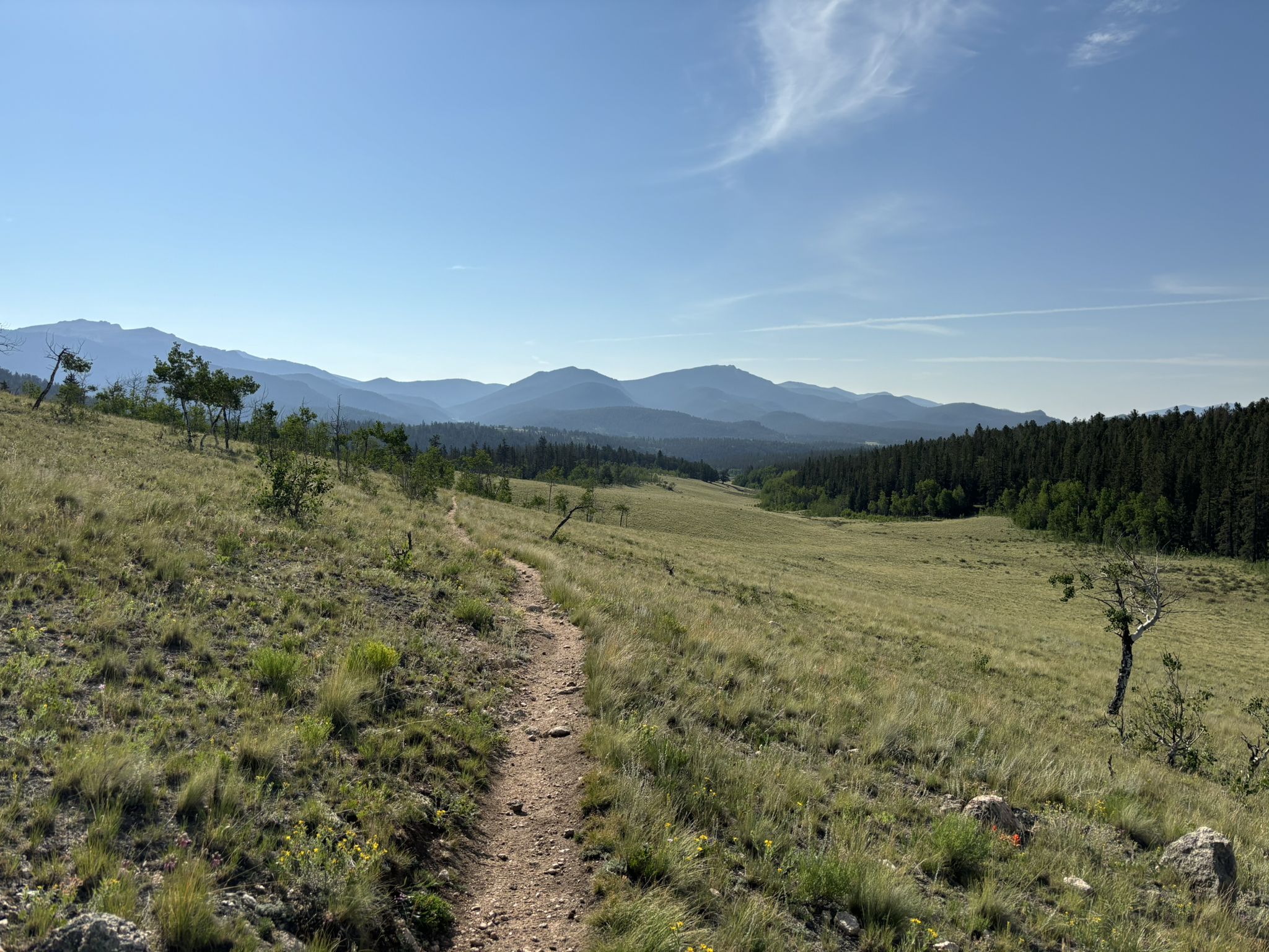 A dirt trail winds through sunny, grassy hills towards distant mountains and forests. - Colorado Trail: Segment 5