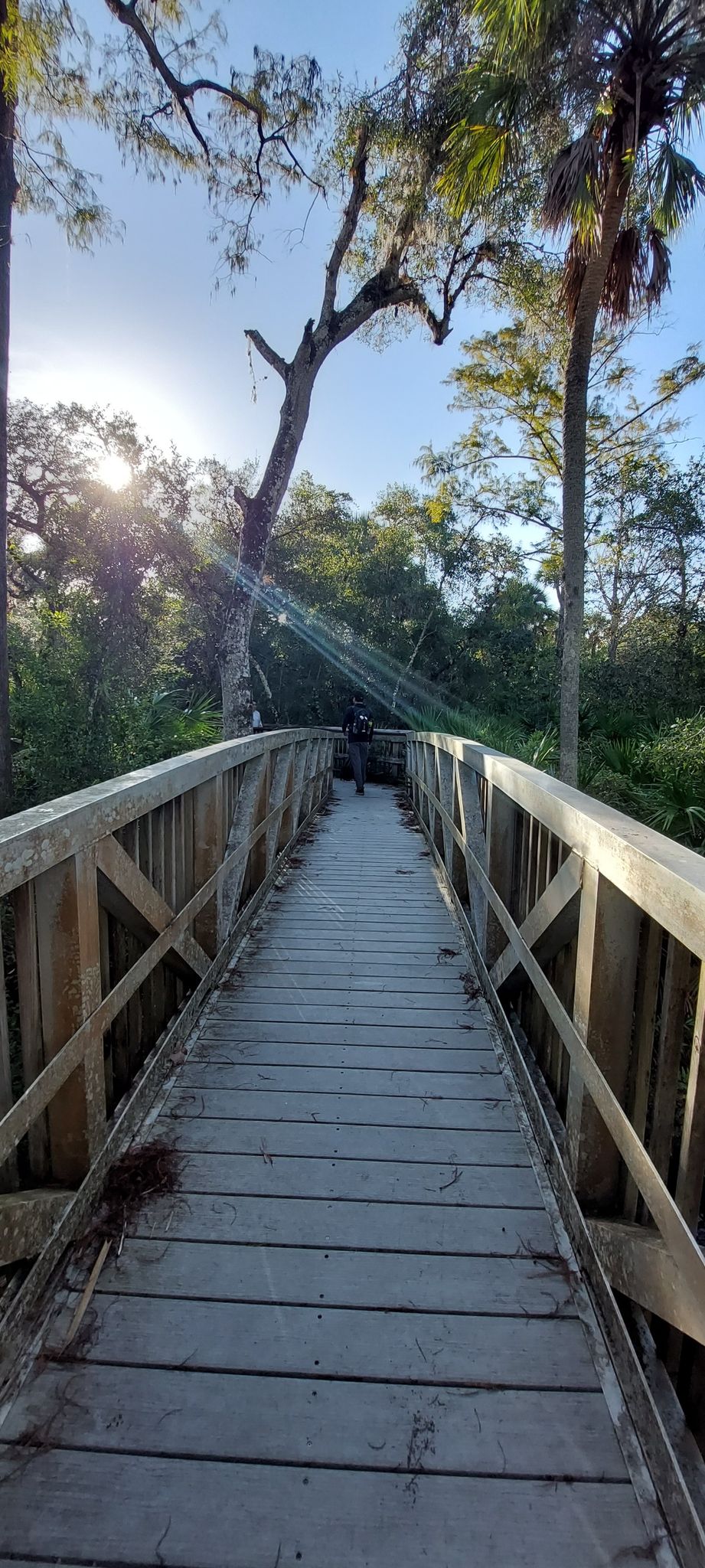 Wooden boardwalk bridge through a sunny forest with bright sun flare. - North Marsh Trail