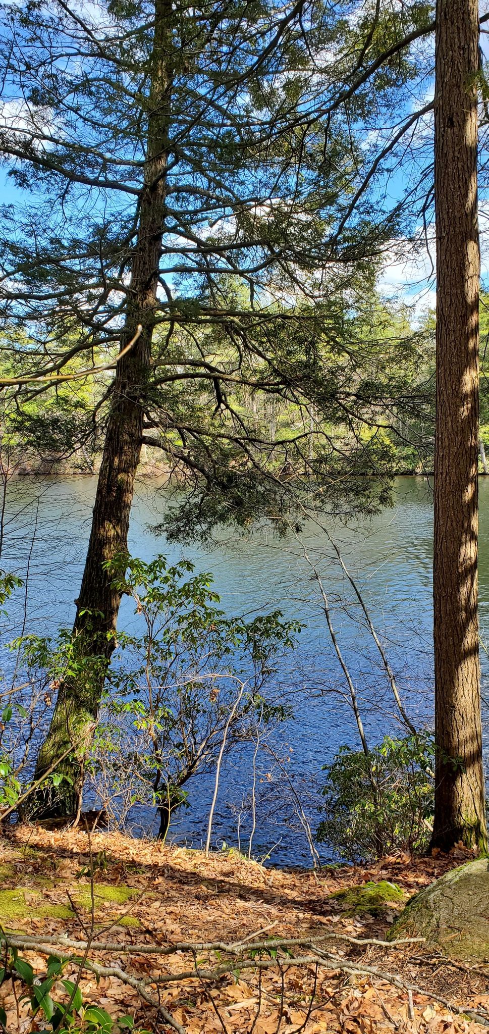 Tall trees frame a sunlit river with flowing water and green foliage. - Mashapaug Pond View Trail