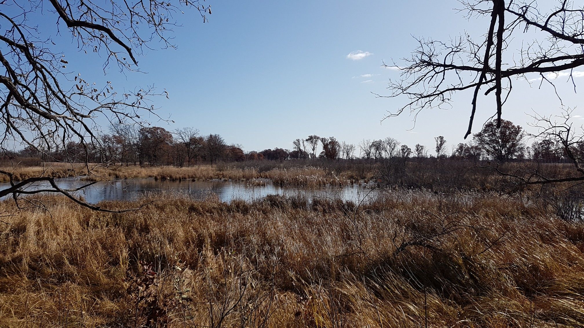 Sunny wetland with dry grasses, still water, and bare tree branches. - Blue Hill Trail