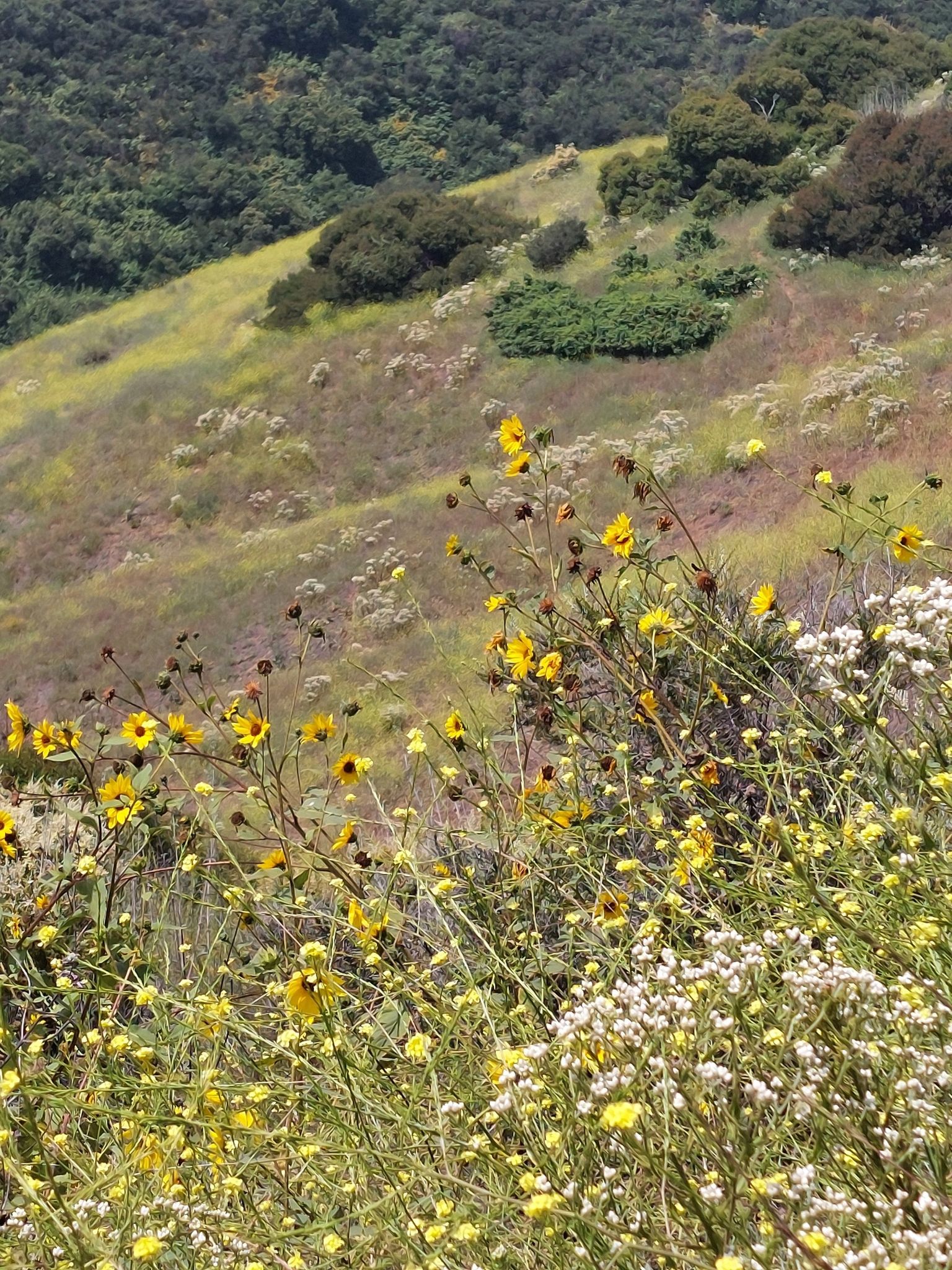 Hillside covered in bright yellow and white wildflowers under sunny skies. - Gale Mountain Loop