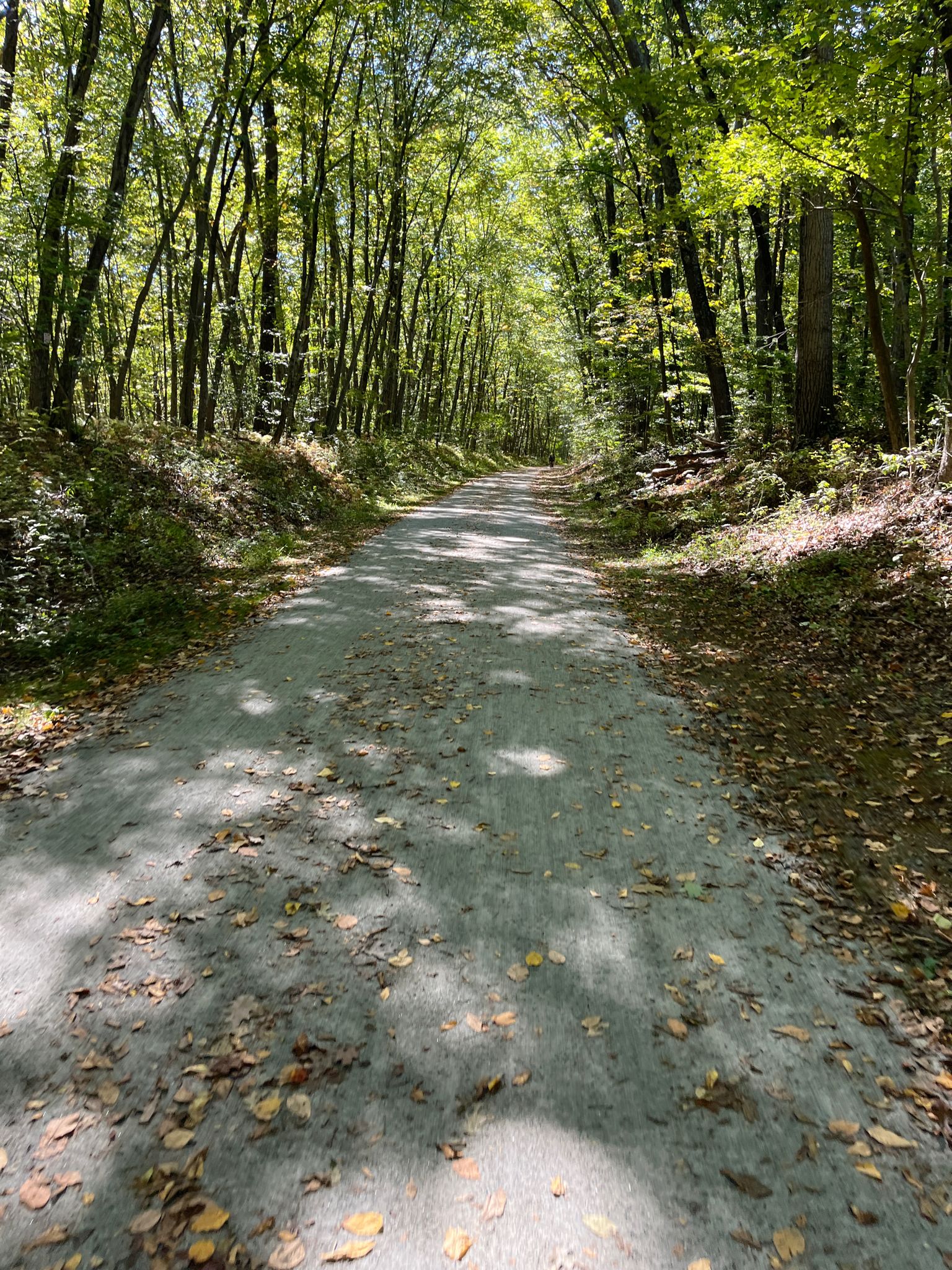 A sun-dappled dirt path covered in leaves, surrounded by tall green trees. - Califon Train Station loop from Long Valley