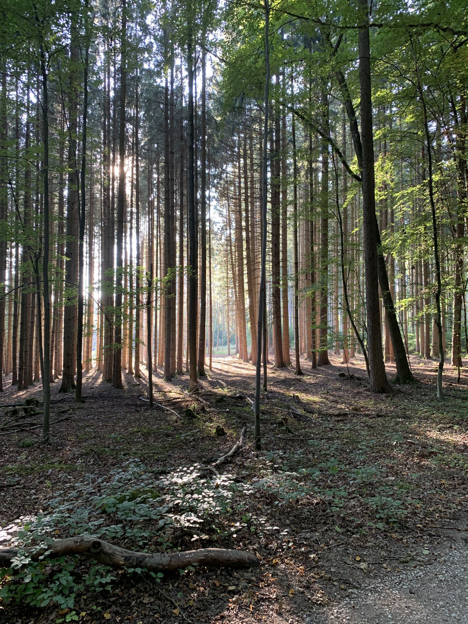 Romantische Waldstrecke Nähe Landmannsdorf