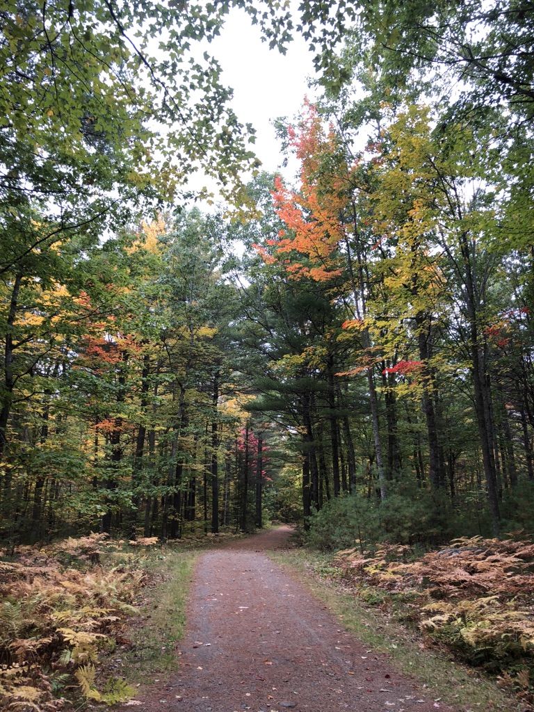 Wide forest path with autumn leaves on the ground, surrounded by colorful trees. - Bangor to Orono loop via East Coast Greenway