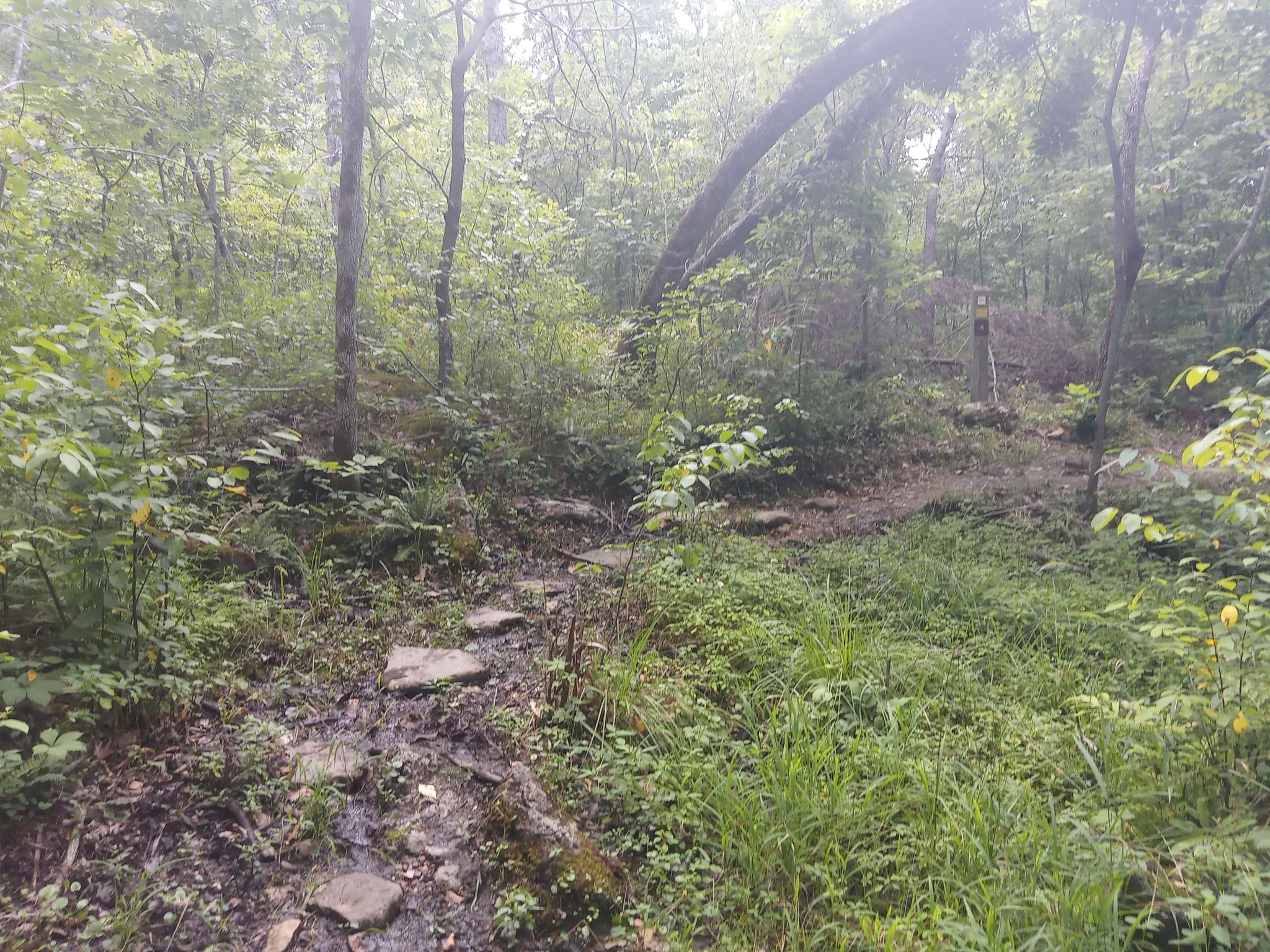 Overgrown, muddy forest path with a fallen tree under overcast skies. - Coakley Hollow Trail Loop