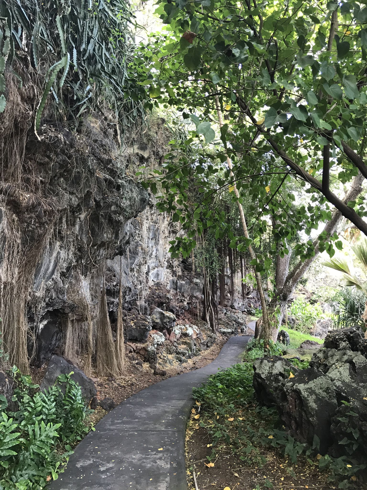 Paved path curves right, lush green foliage, and rock wall with hanging vines. - Keauhou Bay loop from Kahaluu-Keauhou