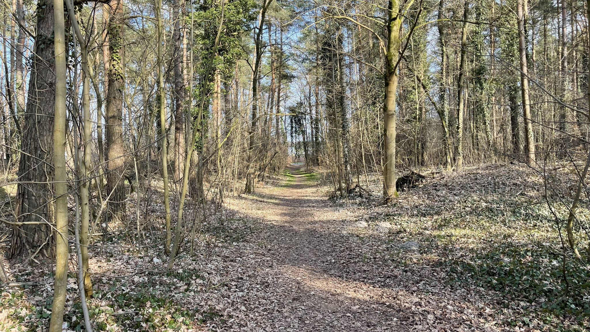 Singletrail in Kirchseelte
