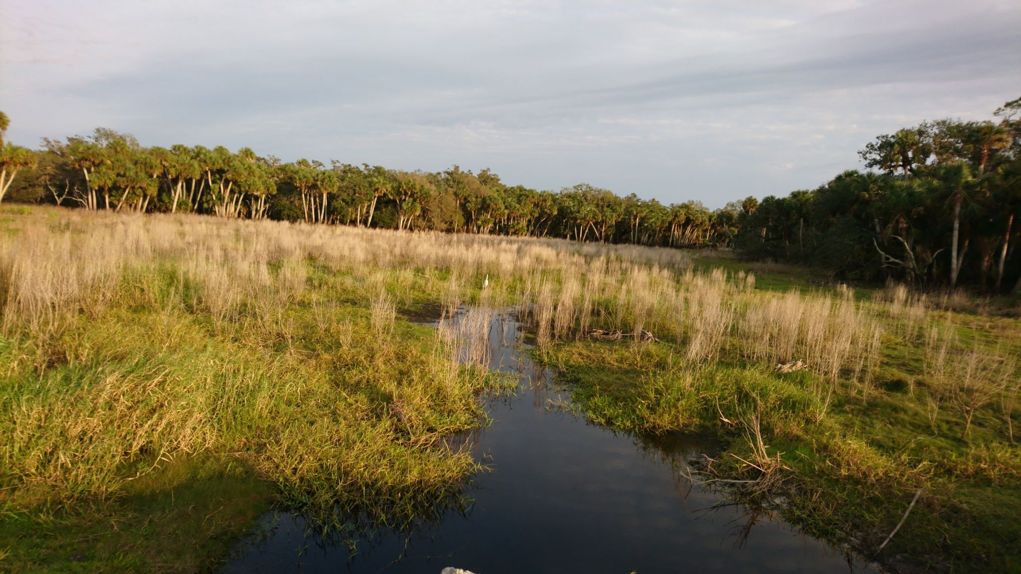 A small stream winds through tall golden grass with distant trees under a cloudy sky. - Upper Myakka Lake Loop via Ranch House Road