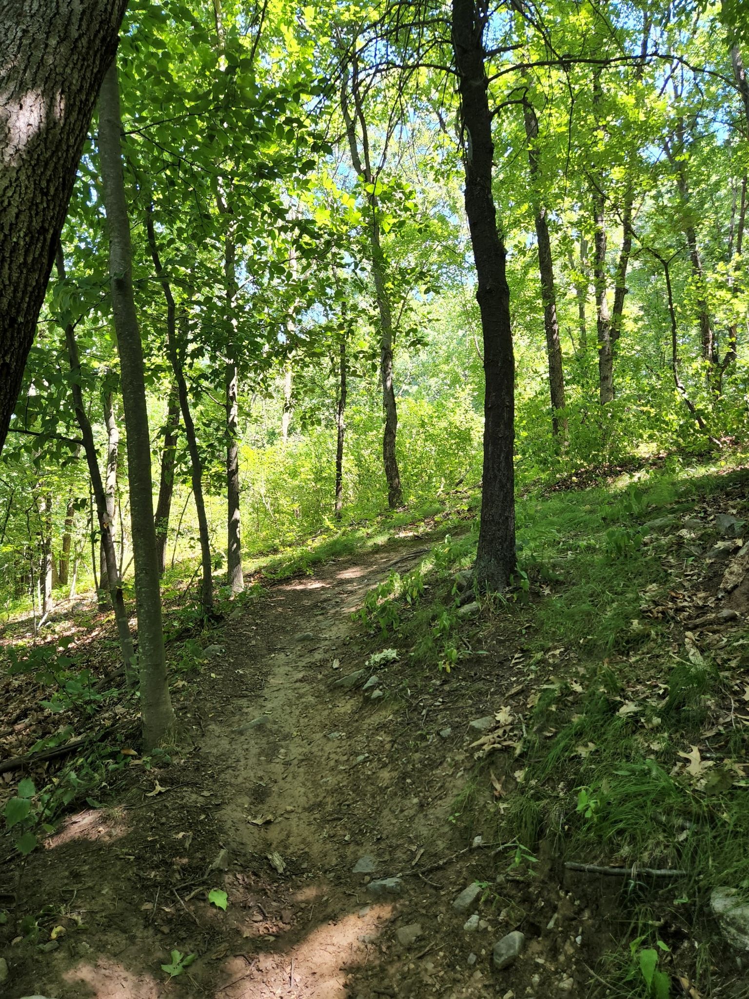 A winding dirt path through a sunlit, vibrant green forest. - Fire Tower and Radio Tower loop from Brimstone Estates