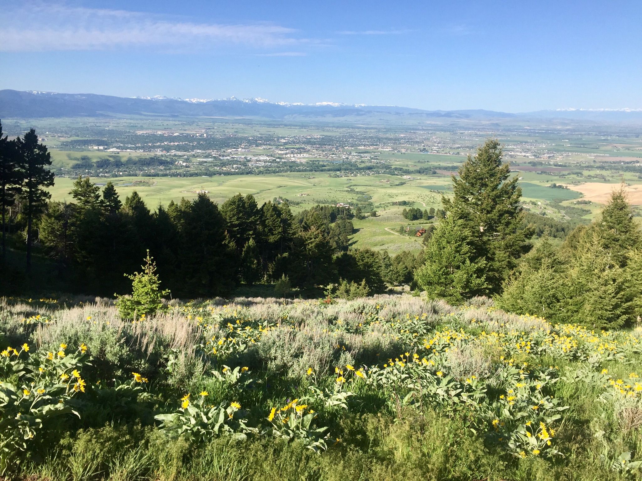 Sunny hillside with yellow wildflowers overlooking a green valley and distant mountains. - Mount Baldy via Sypes Canyon Trail