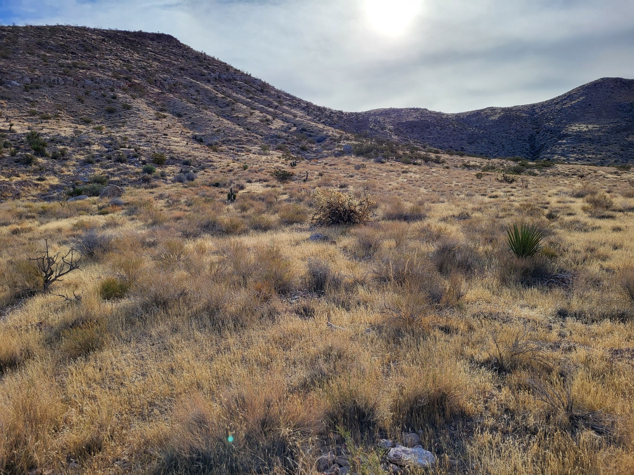 A sunny desert landscape with rolling hills and dry grasses under a bright sky. - White Rhino loop from Late Night Trailhead Parking