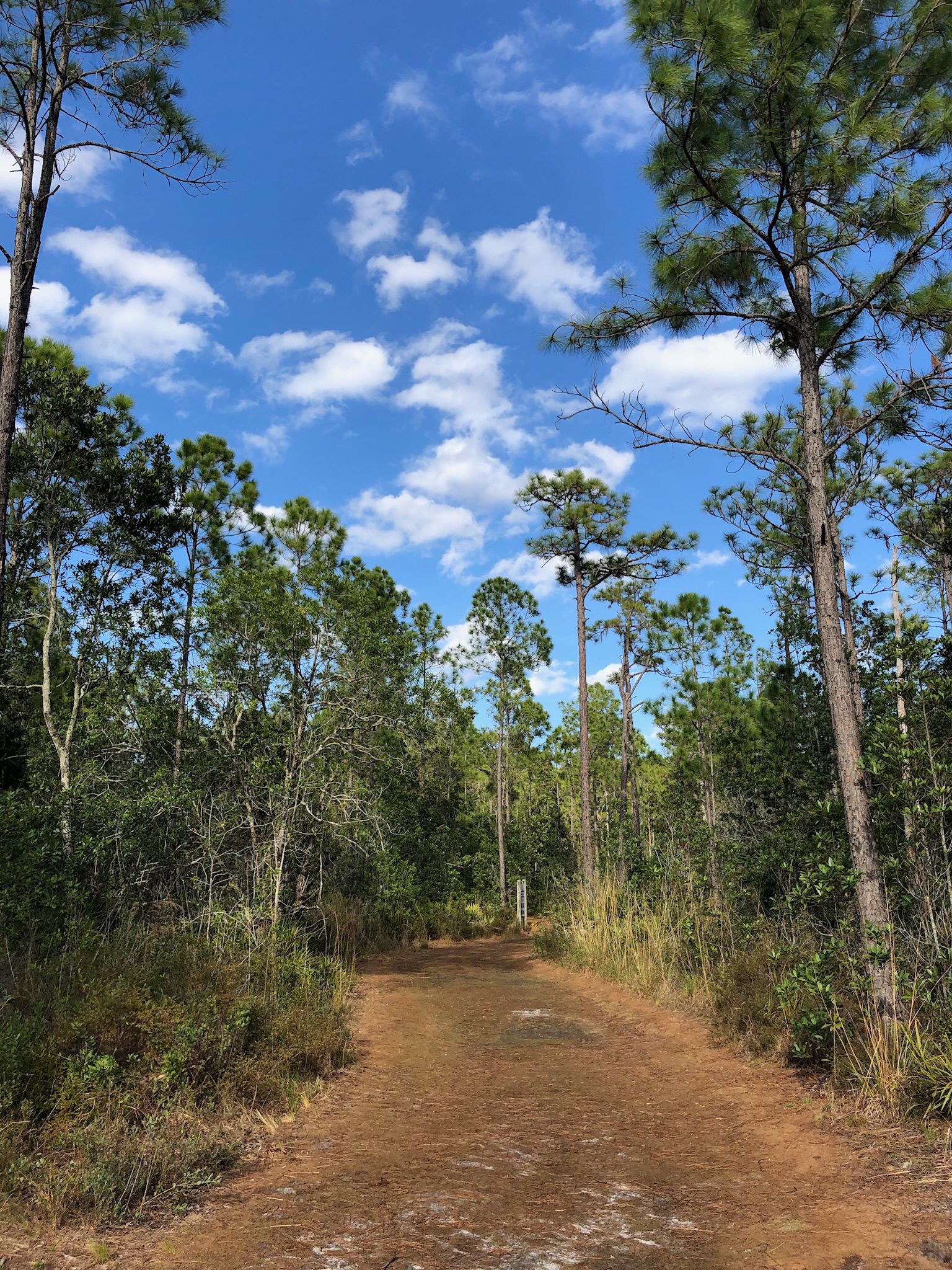 Sunny dirt path winding through a tall pine forest under blue sky. - Tibet-Butler Preserve Loop