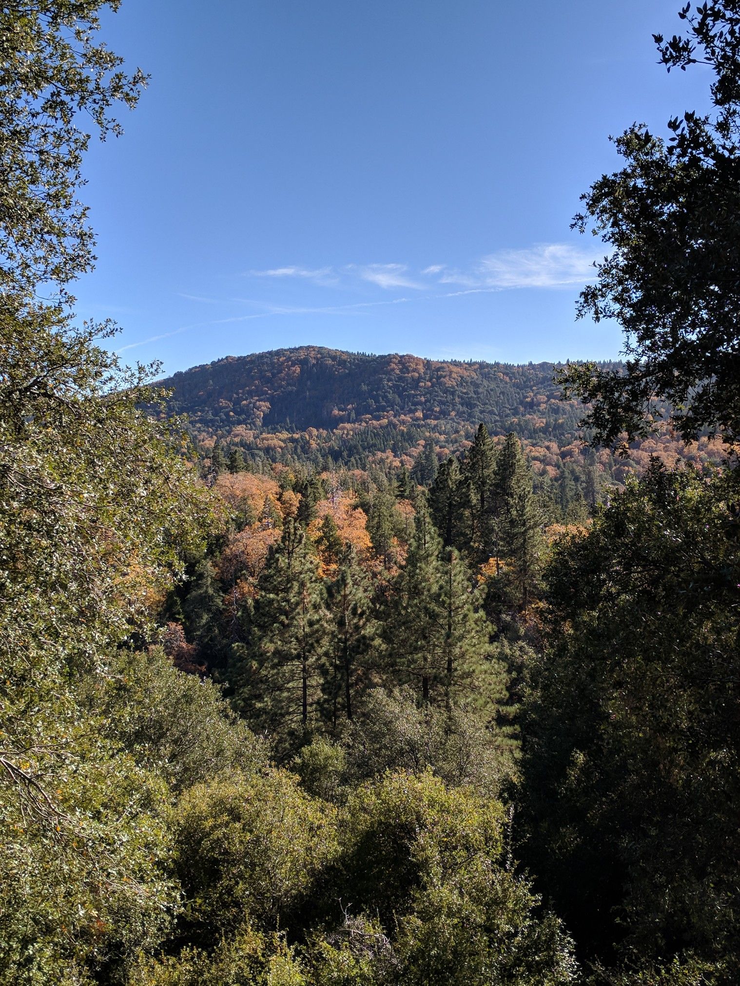 A vibrant forest valley with autumn colors under a clear blue sky. - Palomar Mountain – Observatory Trail loop from Funner
