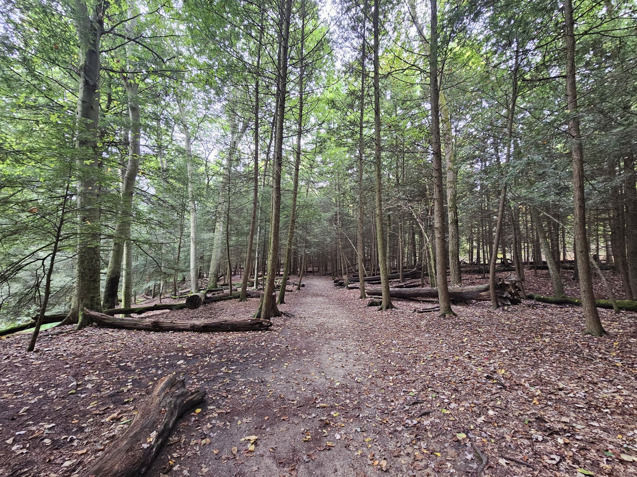 A dirt path winds through a dense, tall forest with fallen logs. - Ledges, Pine Grove and Boston Loop