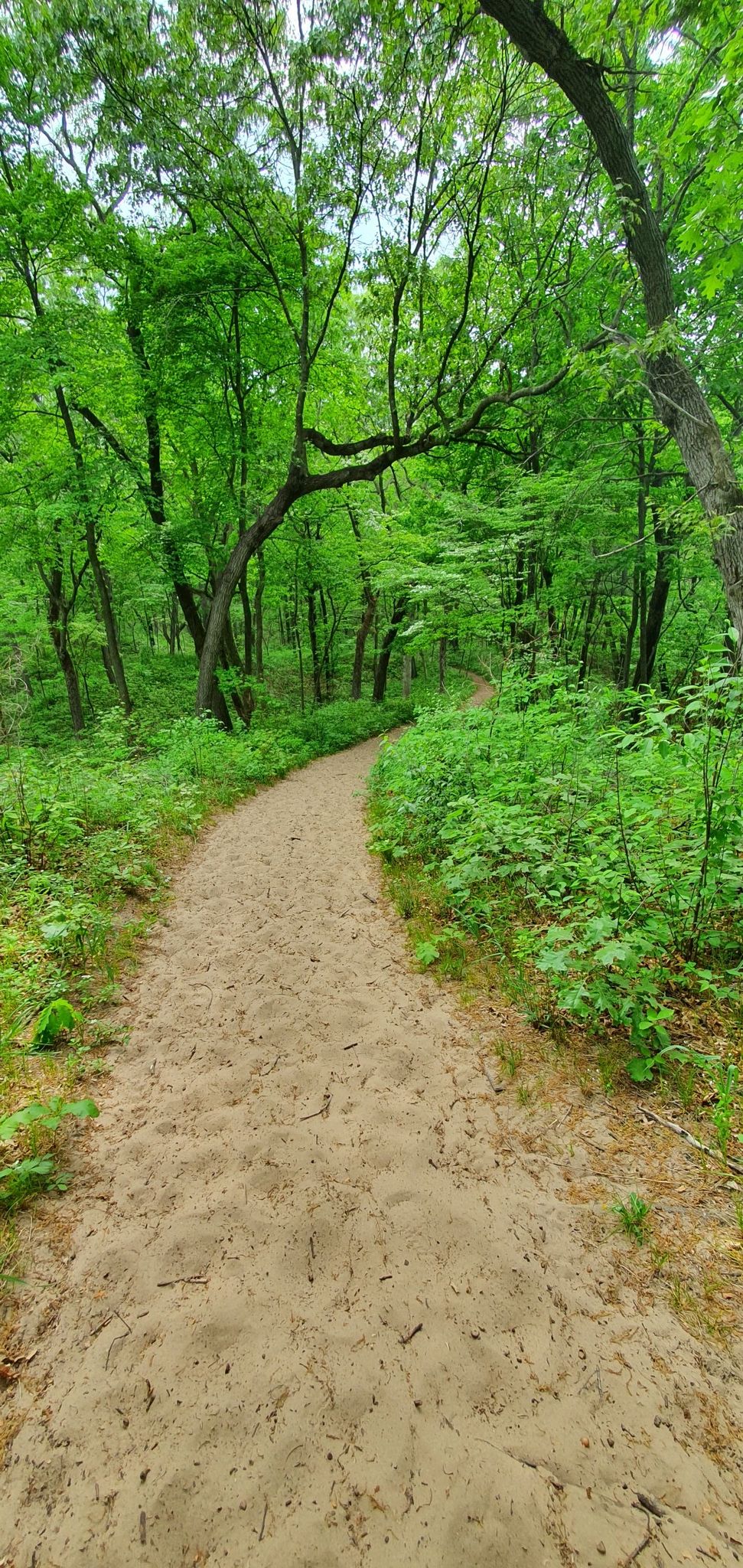 A sandy path winds through a vibrant green, dense forest on a bright day. - Long Lake Trail loop from Miller Beach