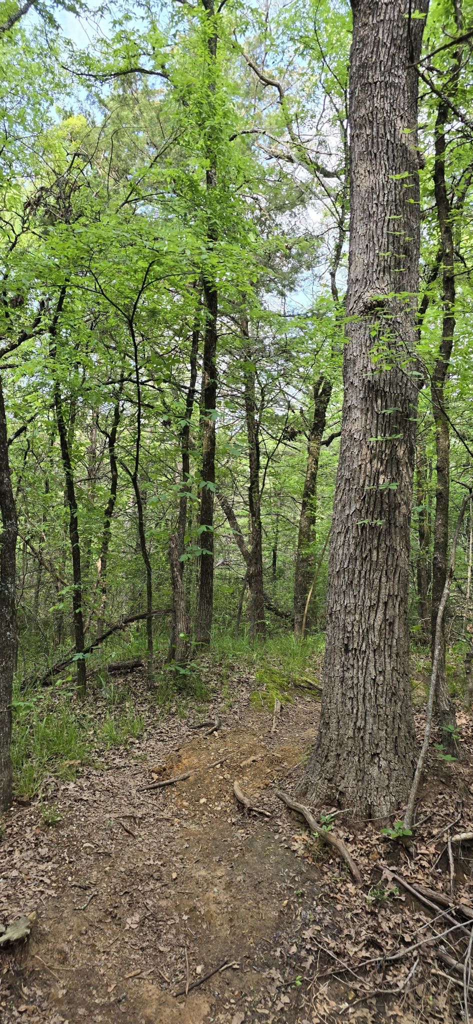 Dirt path winding past a large tree in a dense green forest. - DORBA Green Loop