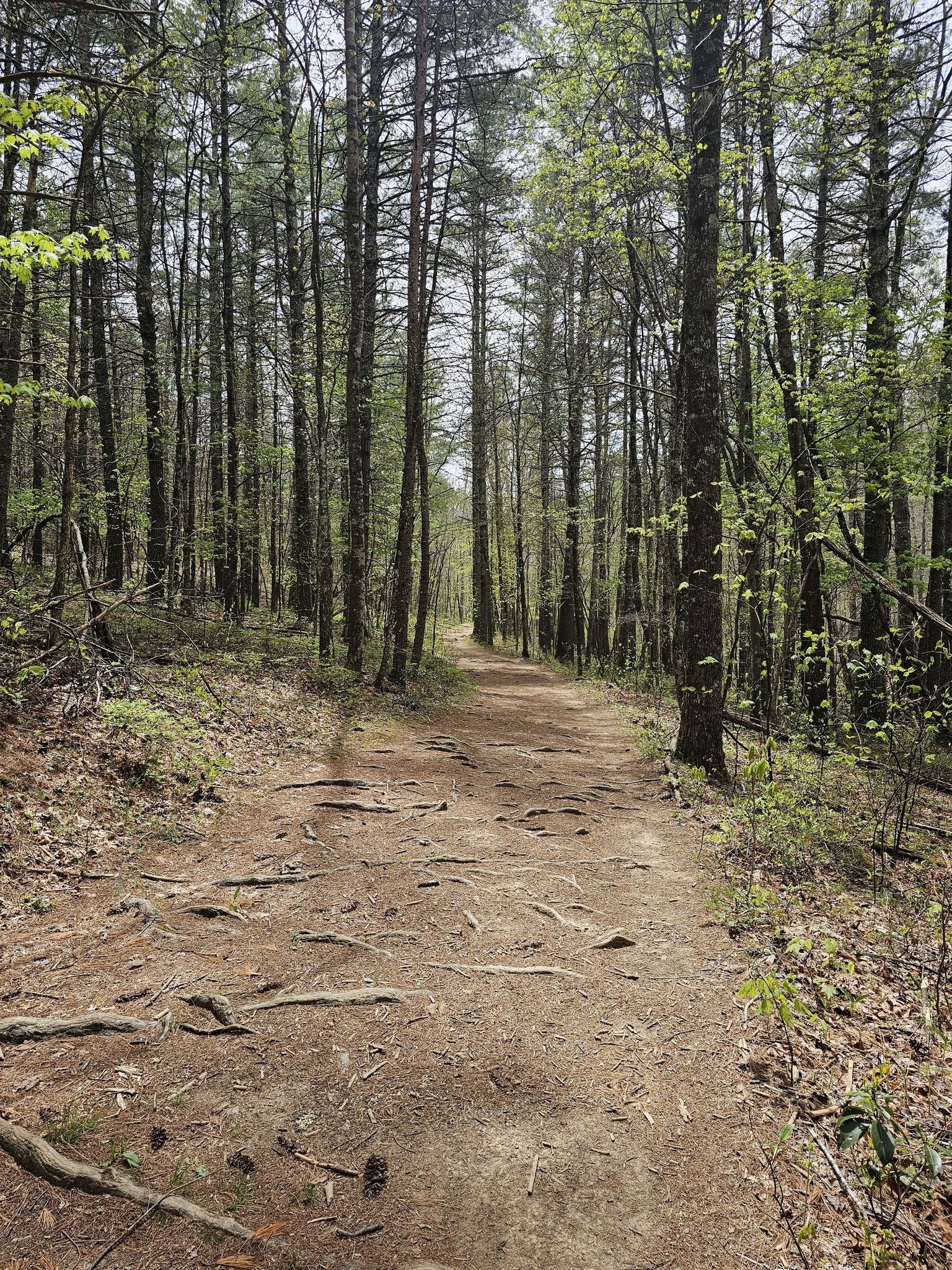Wide forest path with exposed roots, surrounded by tall trees. - Gateway Trail to Jacob's Ladder to Snakeroot Loop Trail
