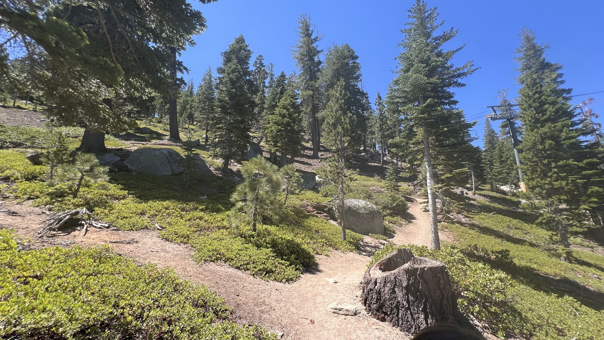 Uphill dirt path through a sunny pine forest with scattered rocks. - Kingsbury South/Stagecoach Access