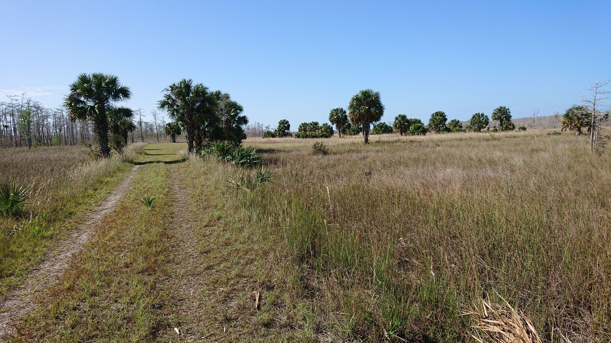 Dirt path through a sunny, grassy field with scattered palm trees. - Fire Prairie Trail