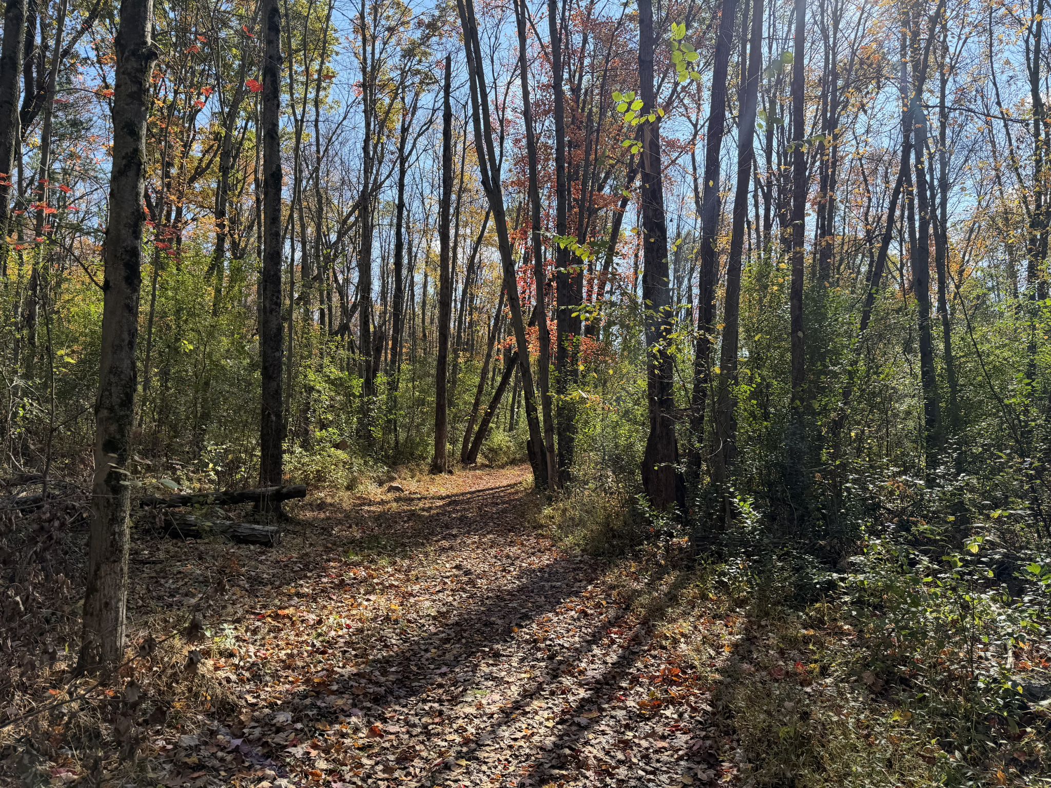 Sunlit forest path covered in autumn leaves, surrounded by tall trees. - Johnson Moraine and Steinke Basin Trail