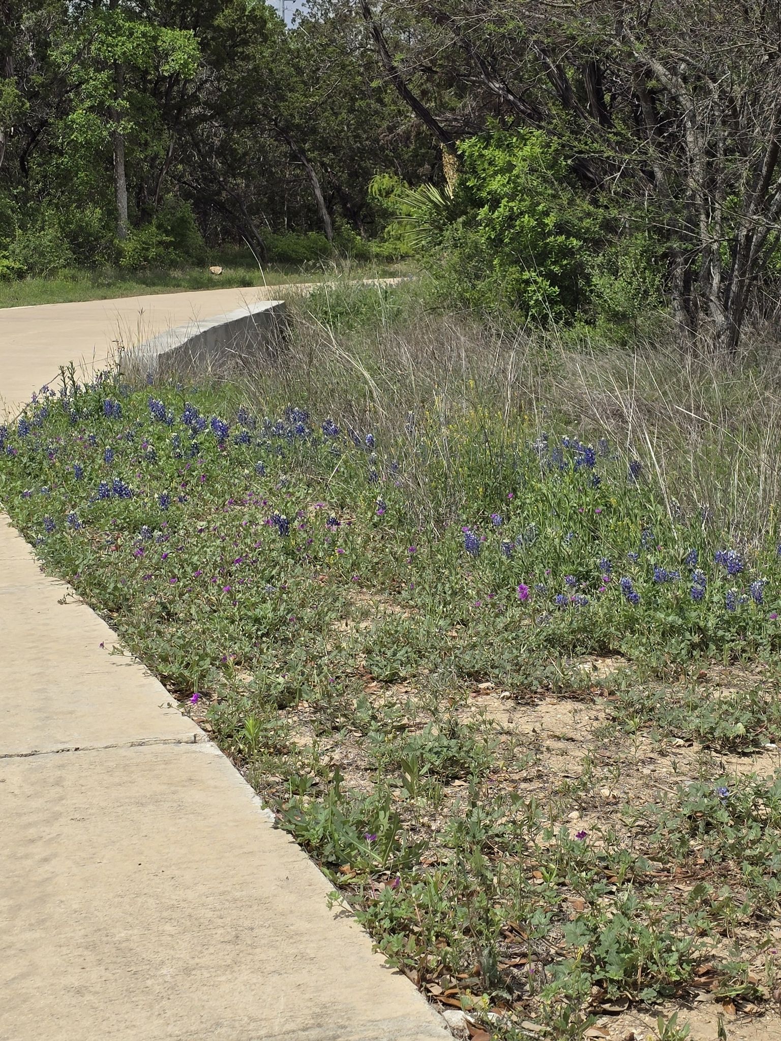 Concrete path next to a grassy area with purple wildflowers in sunlight. - Leon Creek Greenway Trail – Leon Creek Greenway Trail loop from Six Flags Fiesta Texas