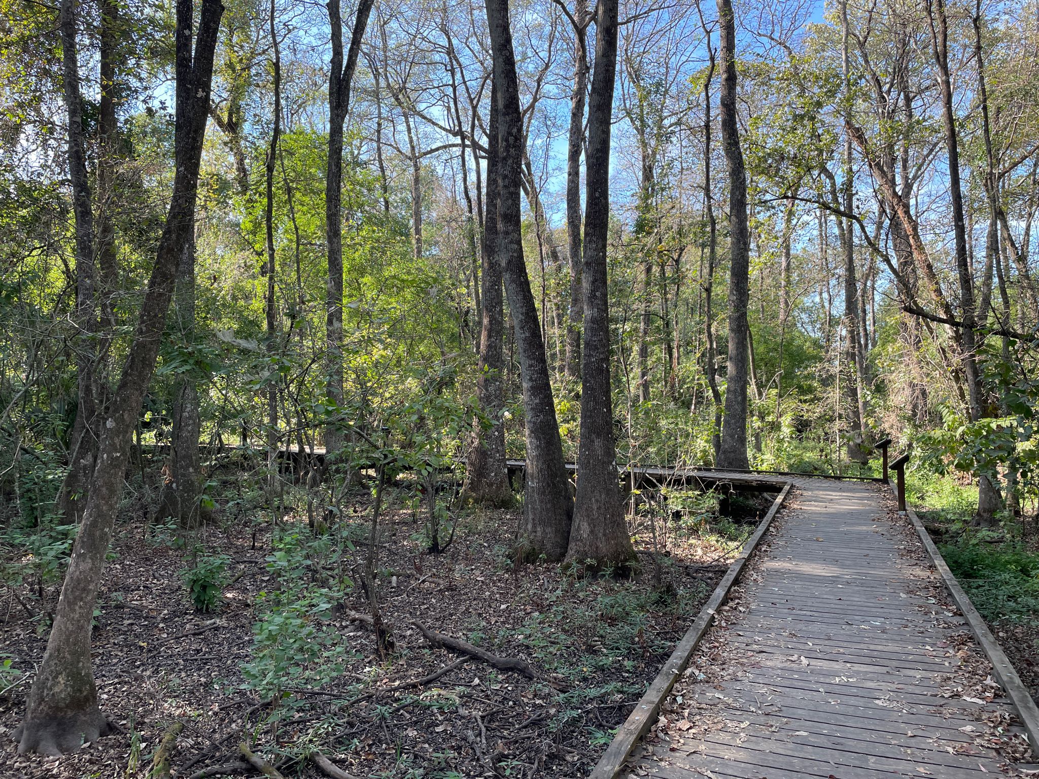 Wooden boardwalk winding through a sunlit, dense forest with tall trees. - Black Swamp Trail