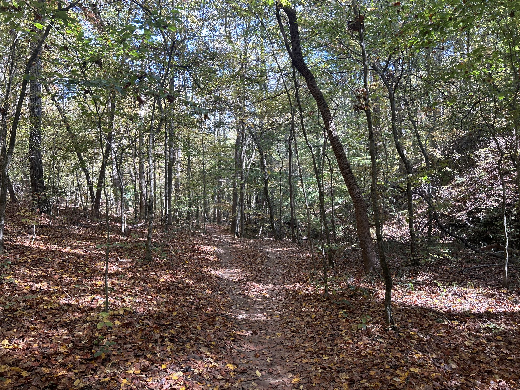 Forking dirt path through a sun-dappled forest covered in fallen leaves. - Sope Creek Trail – Cochran Shoals Trail loop from Chattahoochee Plantation