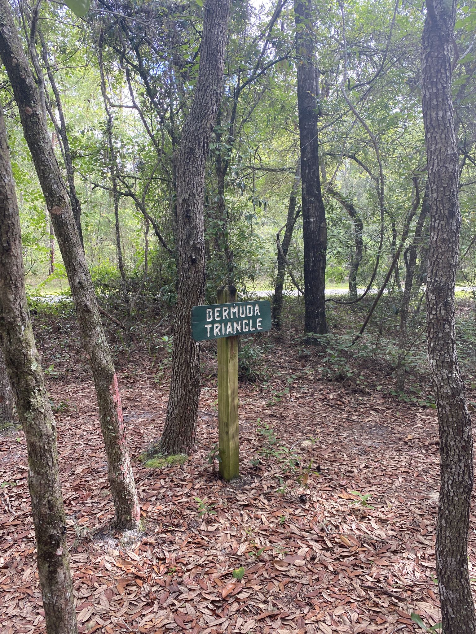 A green sign on a wooden post in a sunlit, leaf-covered forest. - Nayls South Trail – 49th Avenue Tract loop from Ross Prairie State Forest