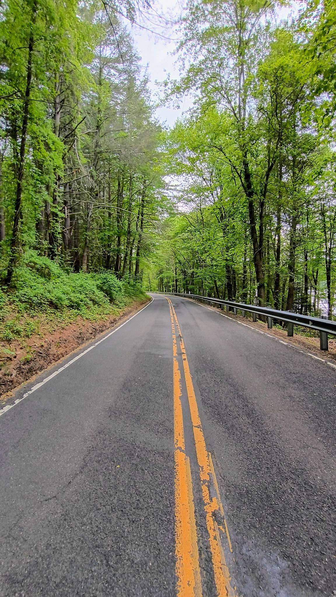 A paved road with double yellow lines winds through a vibrant green forest. - Cranbury Park – View of Saugatuck Reservoir loop from Westport