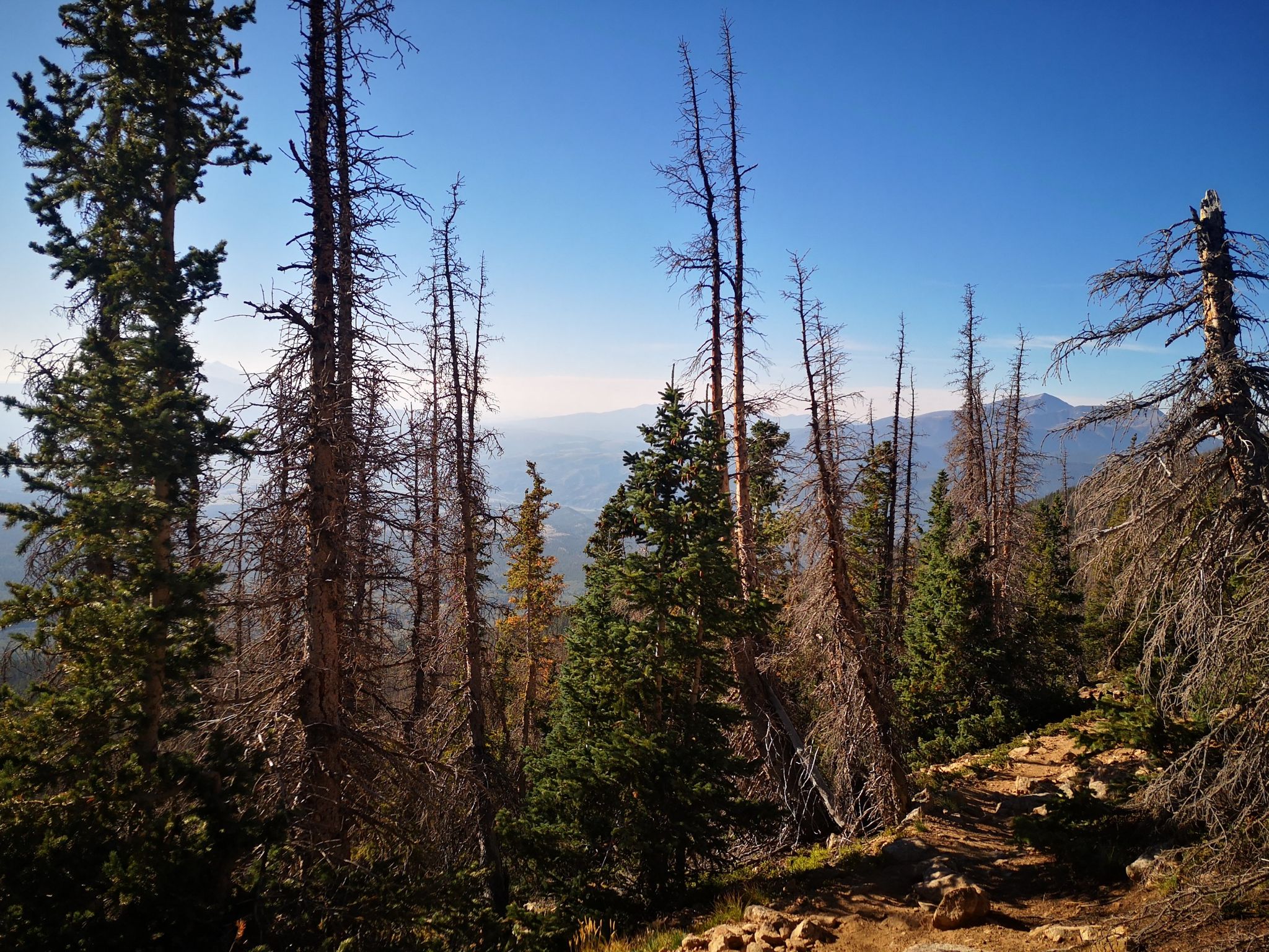 A mountain forest with tall dead and live trees under a clear blue sky. - Mount Shavano and Tabeguache Peak Trail