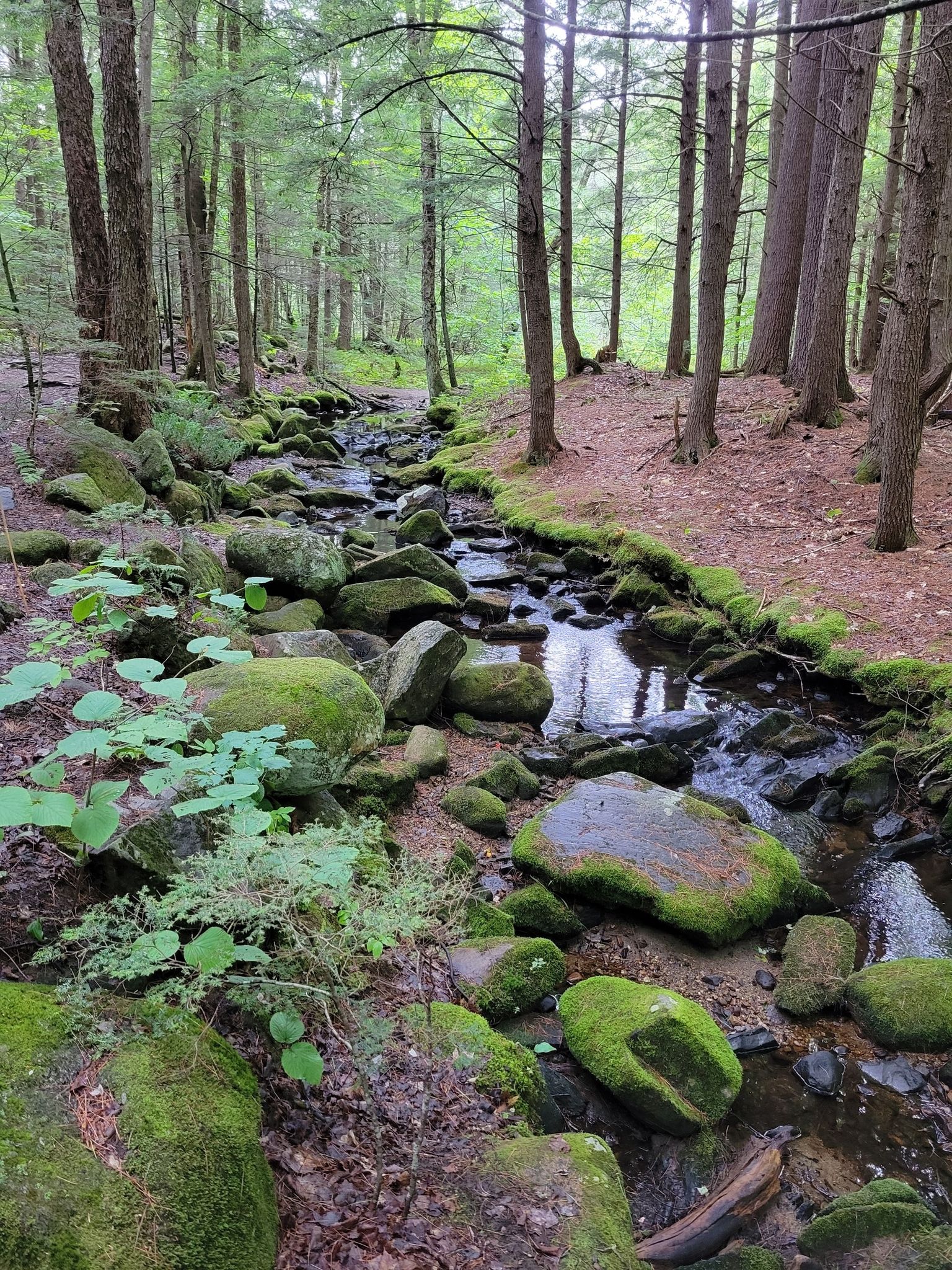 Pretty stream