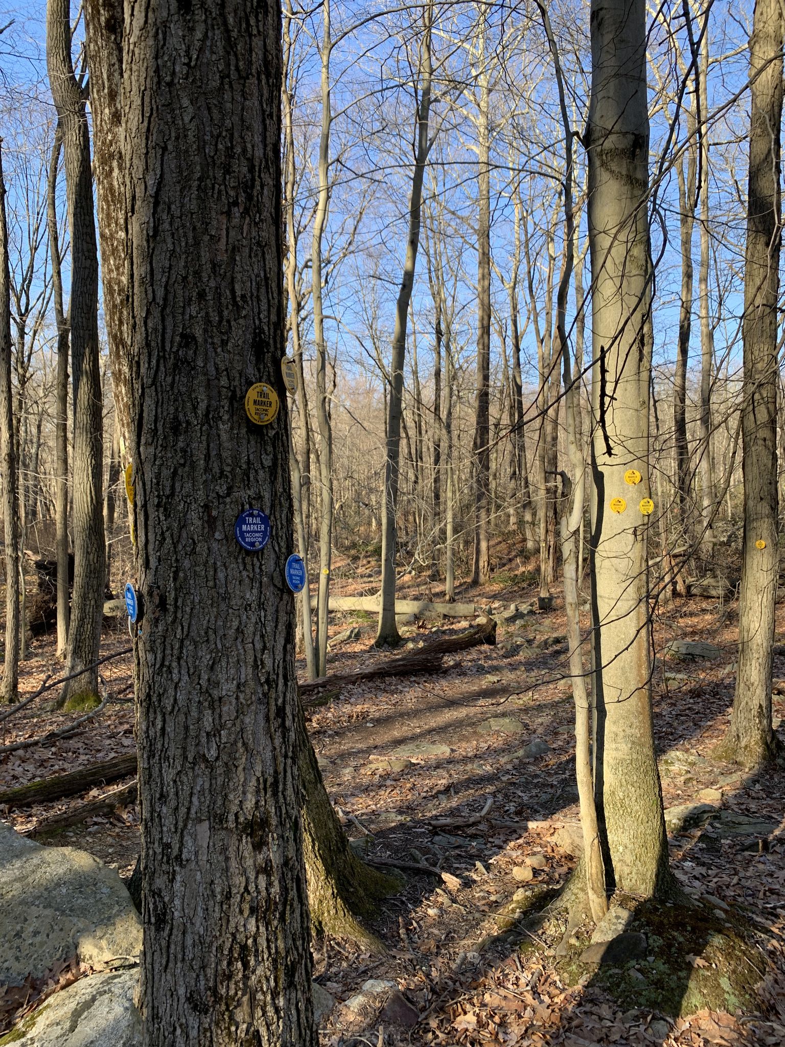 Sunlit forest path with bare trees and colorful trail markers. - Three Lakes and Appalachian Trail Loop