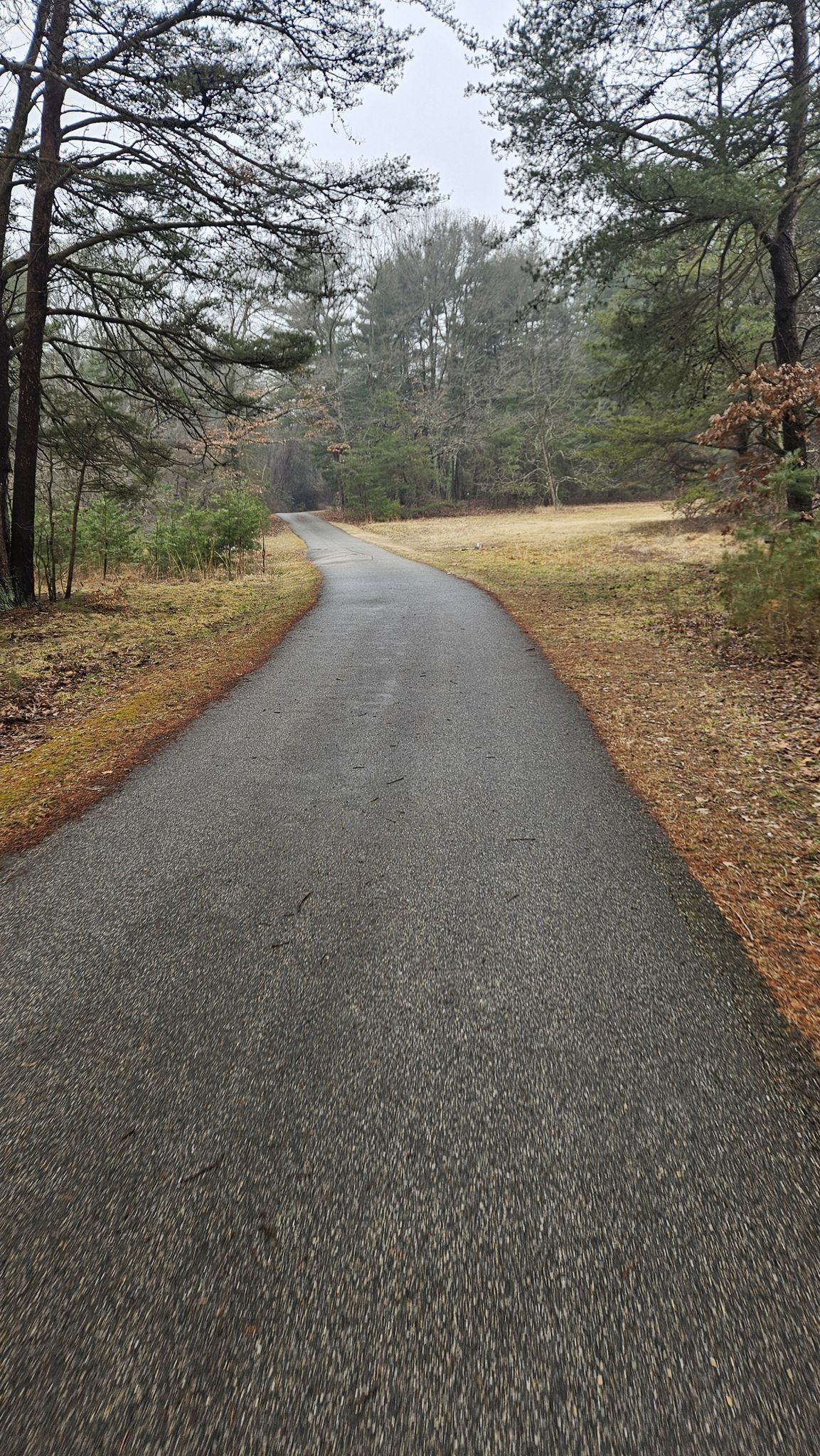 Paved path leading into a mixed forest under an overcast sky. - BWI Trail