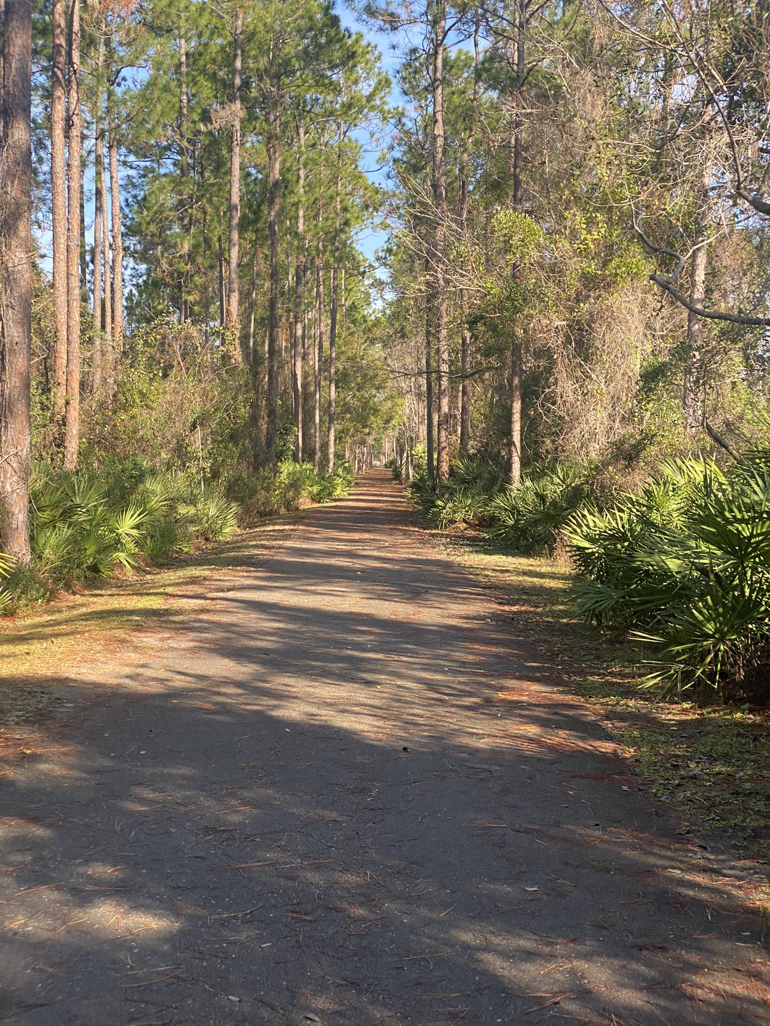 Sunny dirt path through a forest of tall pine trees and green foliage. - Running loop from Jessie Island