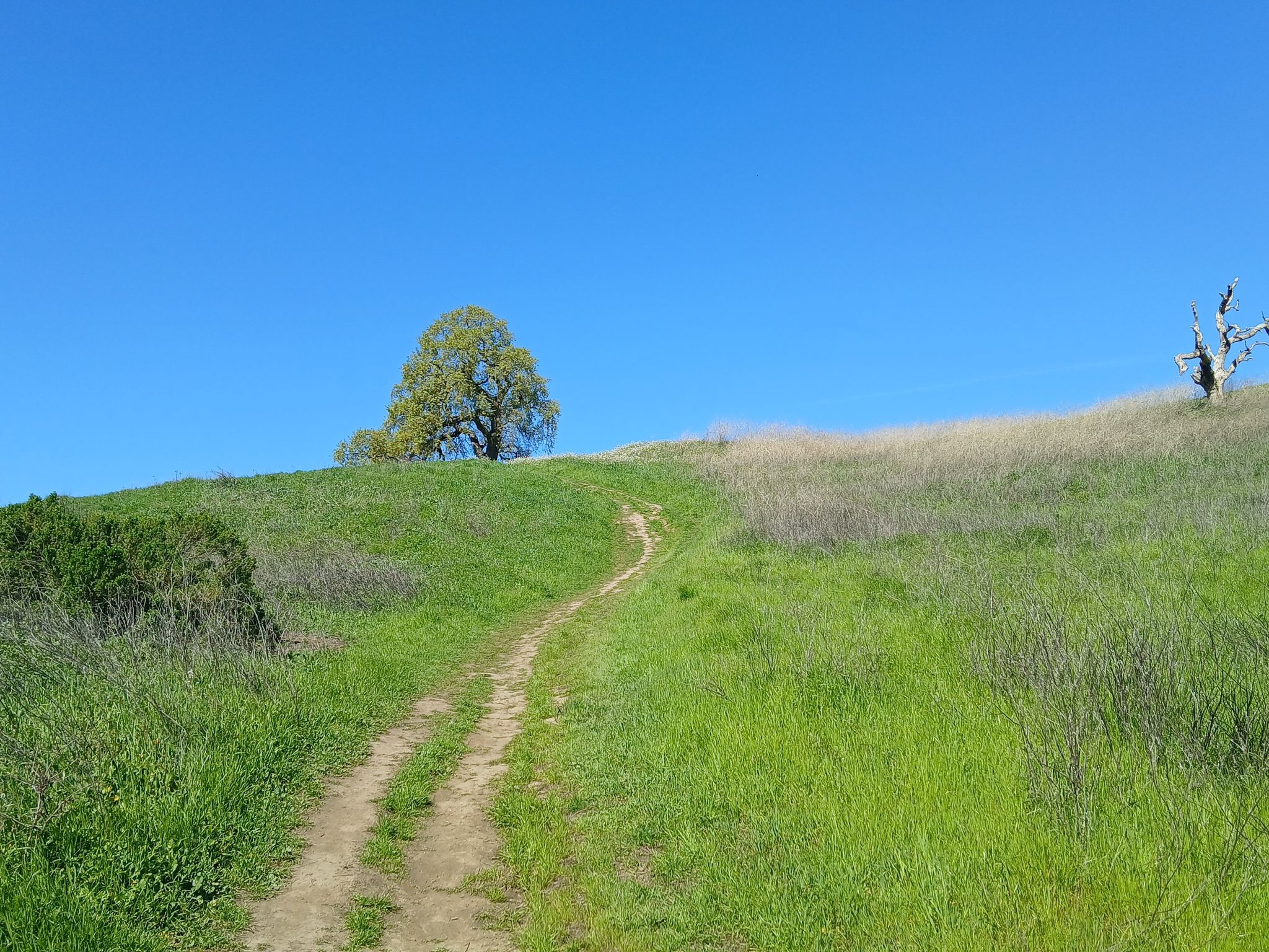 A dirt path winds up a bright green grassy hill towards a lone tree. - Lagoon Valley Figure-8